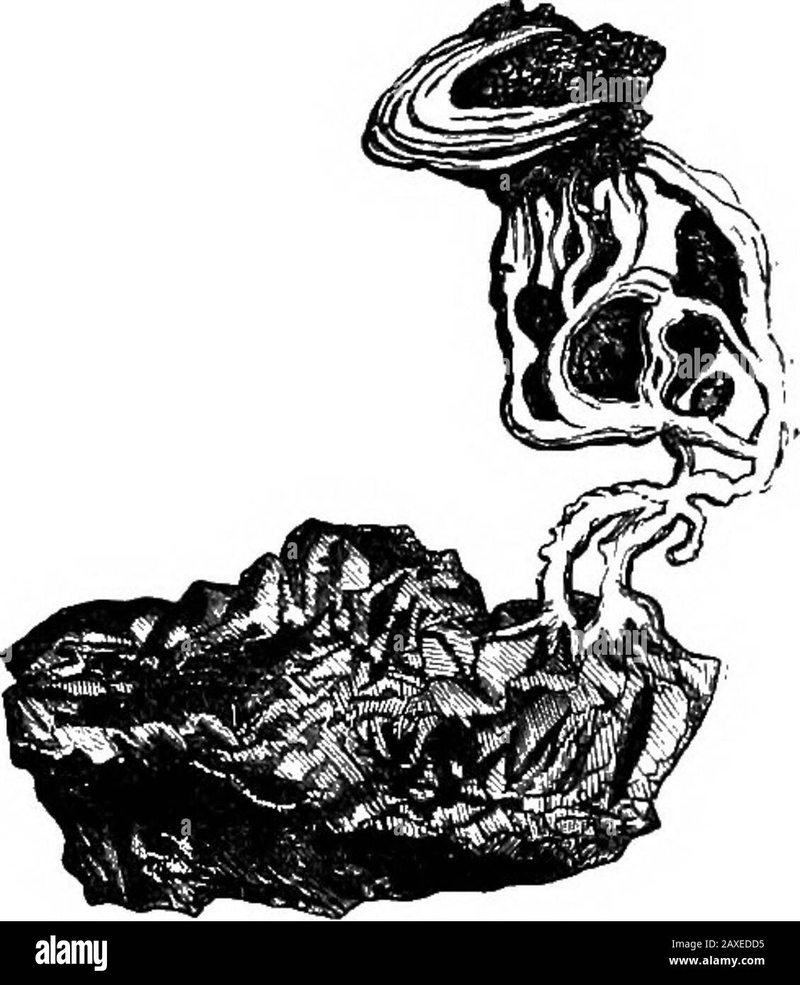 Gli amusements scientifici . per seguirlo, o i relativi metalswith kindred che unisce, dal lato sentimental ; ma werethe storia di productionwritten in pieno dell'argento, esso bemost istrutive. L'argento si trova con piombo (galena), che è poi smelled. Il piombo è volatilizzato, e l'argento rimane. Viene alsoestratto dal seguente processo, in cui il minerale d'argento e d'oro viene frantumato e lavato, e si aggiungono argento, sale e solfato di rame, mentre si applica calore al themass. Dal serbatoio al tankla calce scorre, e deposita i metalli, che sono putinto retorts e riscaldato. Il mercurio vola via Foto Stock