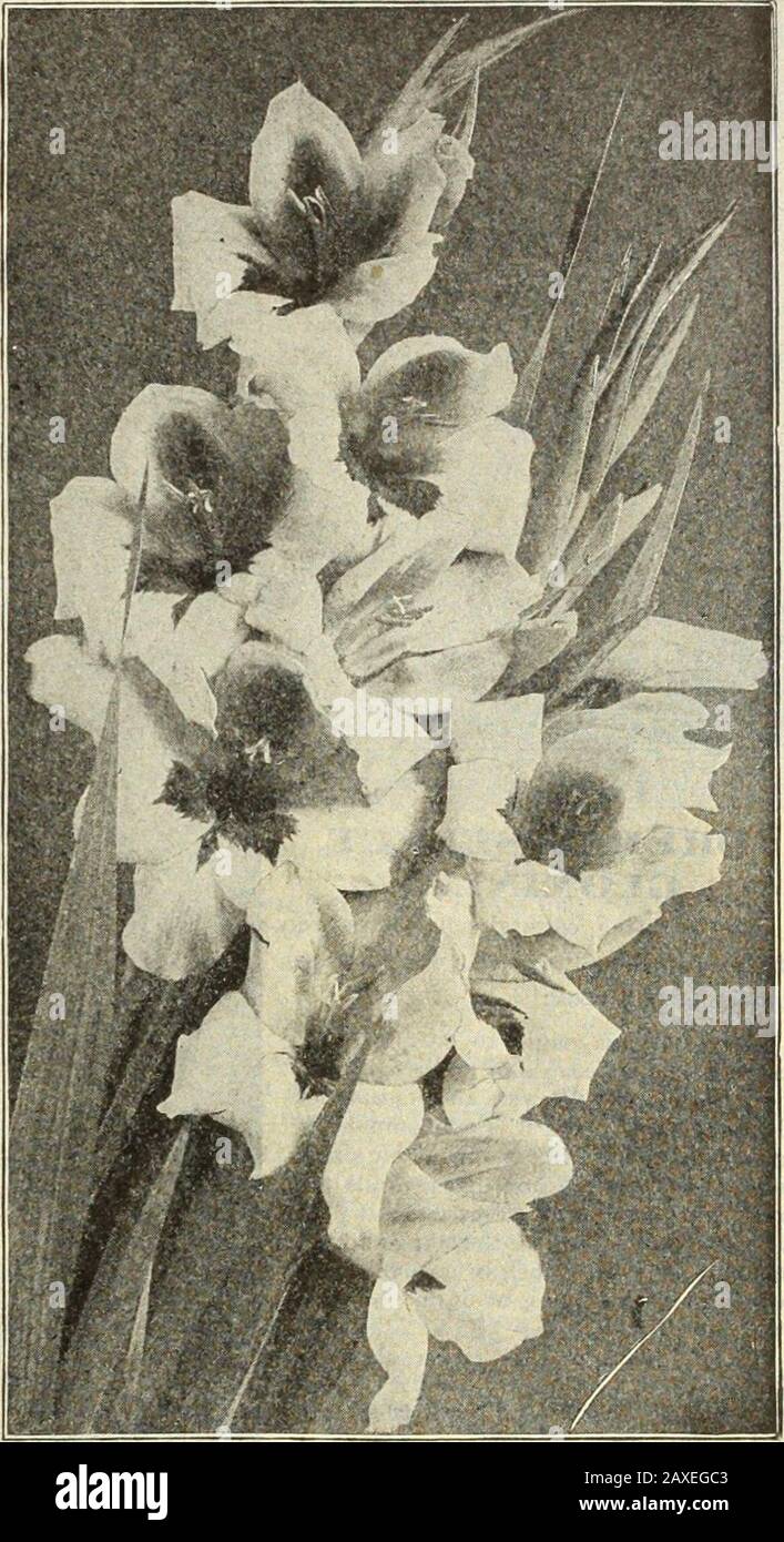 Libro del giardino di Dreer : settantaquattresima edizione annuale 1912 . Eliotropo. Glabiolus, Gropps Gold Medal Strain Gr,Oriosa (Climbing Lily).Superba. Una splendida pianta tropicale di arrampicata, facile da coltivare in un wanr, serra, cresce 6 a ] 0 piedi di altezza, producendo i suoi splendidi fiori lily-lik*, che aprono un giallo brillante, cambiando in uno scarlatto profondo attraverso l'estate e l'autunno. 50 cts. Ciascuno. Rothschildiana. Una nuova varietà, con fiori più grandi e ricchi di colore. 1 dollaro ciascuno. HELICONIA. Piante da serra con fogliame ornamentale di grandi dimensioni; soggetti utili per la mostra projections.Aurea Striata. Foglie grandi e oblunghe di Foto Stock