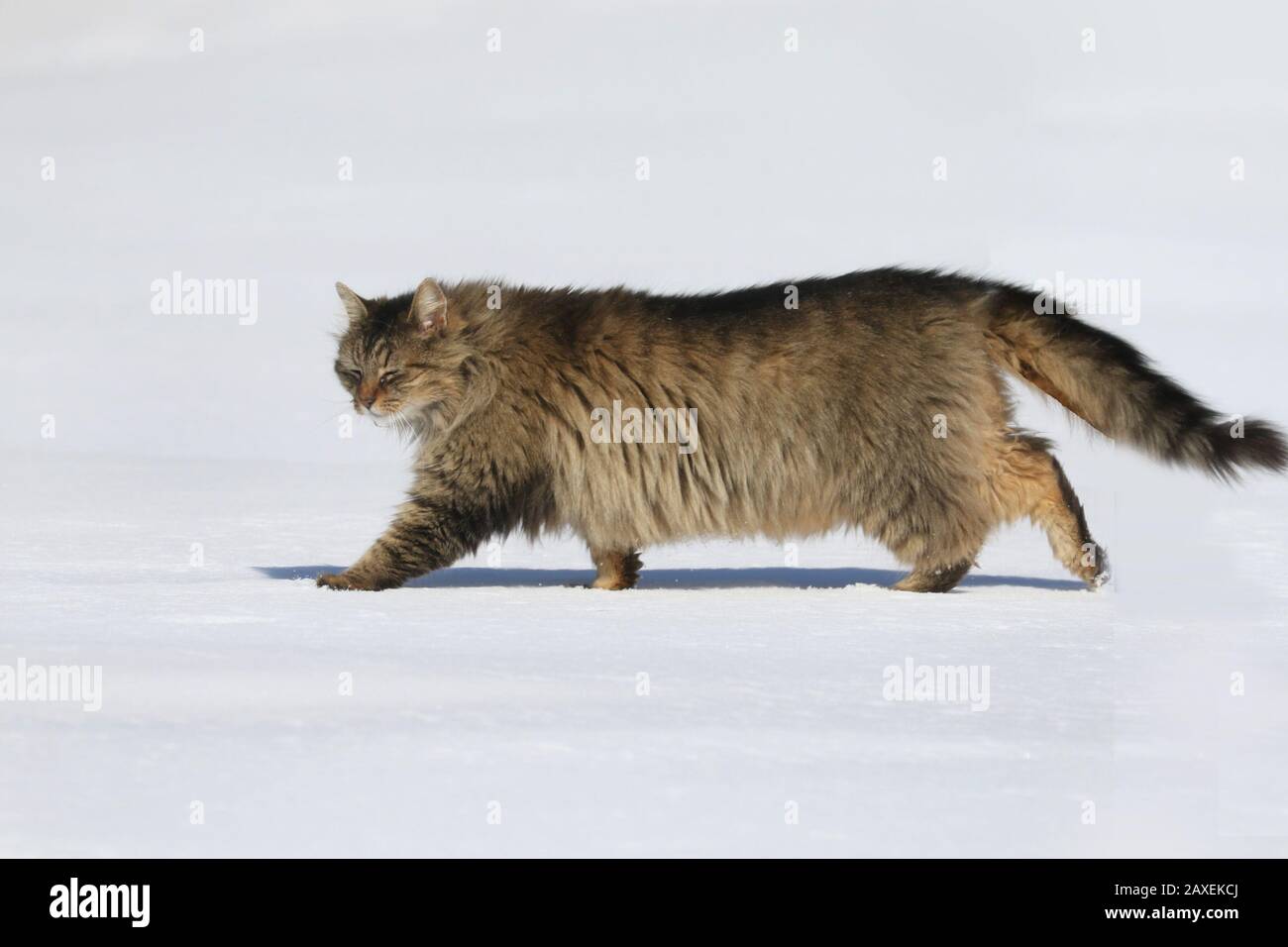 Granaio gatto che attraversa il campo Foto Stock