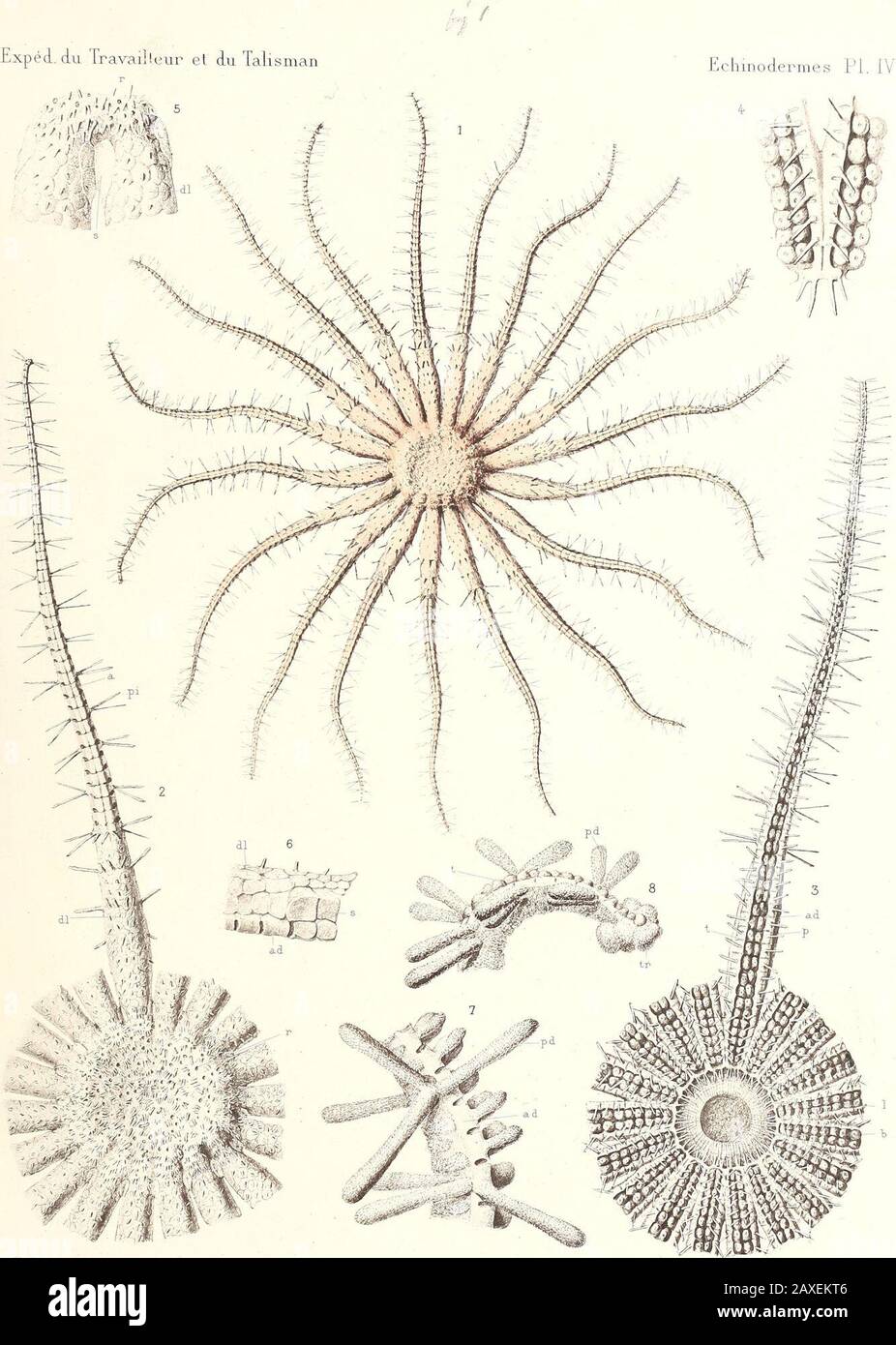 Expéditions scientifiques du Travailleur et du Talisman pendant les années 1880, 1881, 1882, 1883 . Imp,Chardon WiLmann. Ch. Richard del. Helioô.Dujardan Odmia eleôans, E.Perrier • ? . Imp.Cha.rdon -WiUmajin Foto Stock