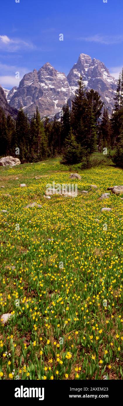 Gigli di Ghiacciaio su un campo, Canyon North Folk Cascade, Grand Teton National Park, Wyoming, USA Foto Stock