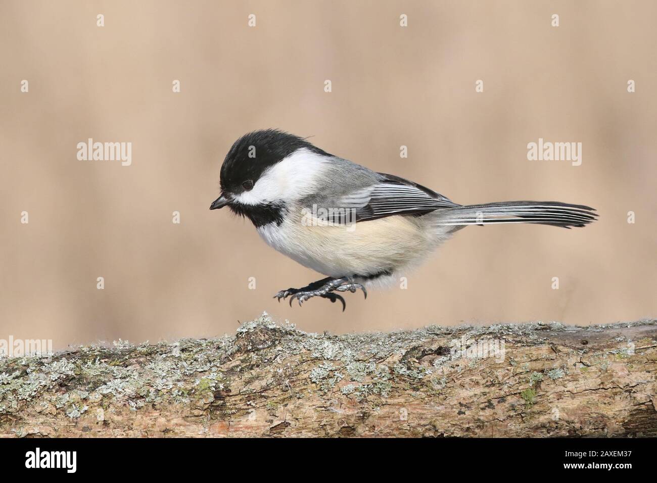 Chickadee che saltano sul ramo Foto Stock