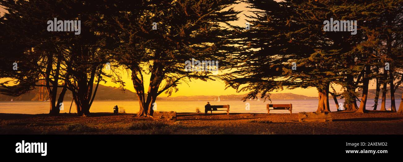 Alberi In Un Campo, Crissy Field, San Francisco, California, Stati Uniti Foto Stock