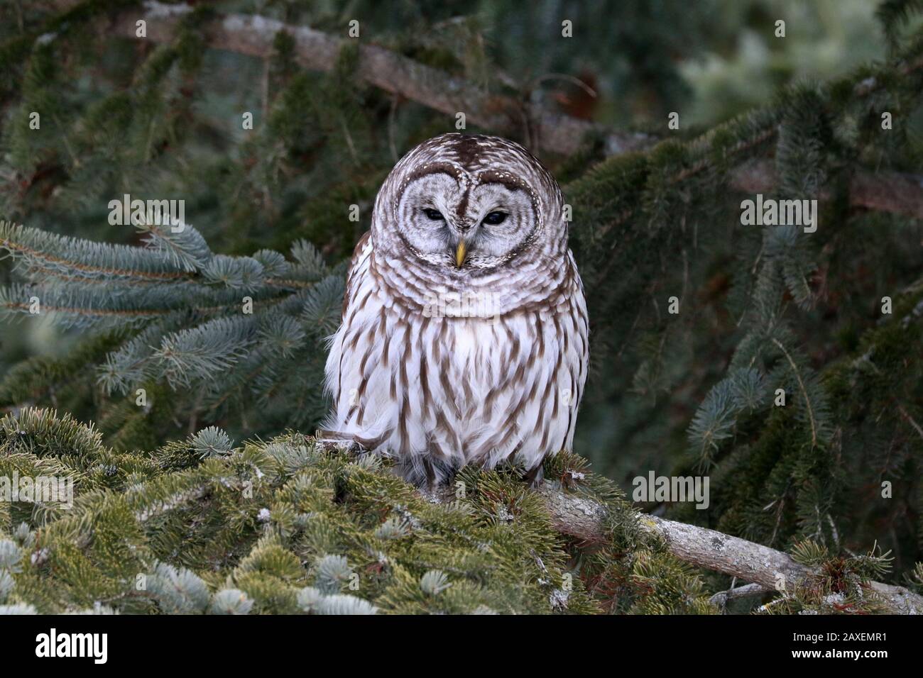 Gufo barrosso in abete Foto Stock