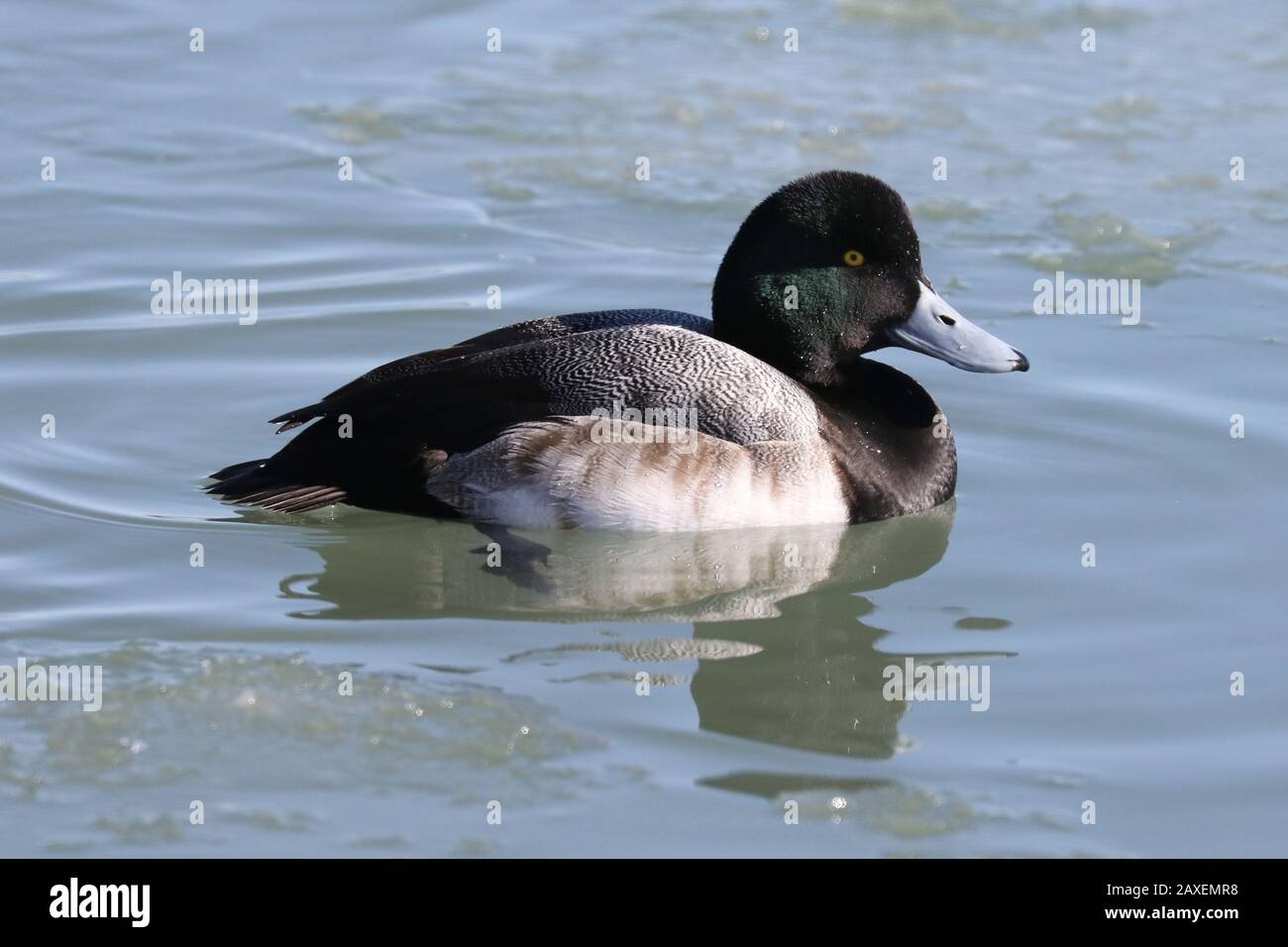 Grande anatra Scaup sul lago Foto Stock