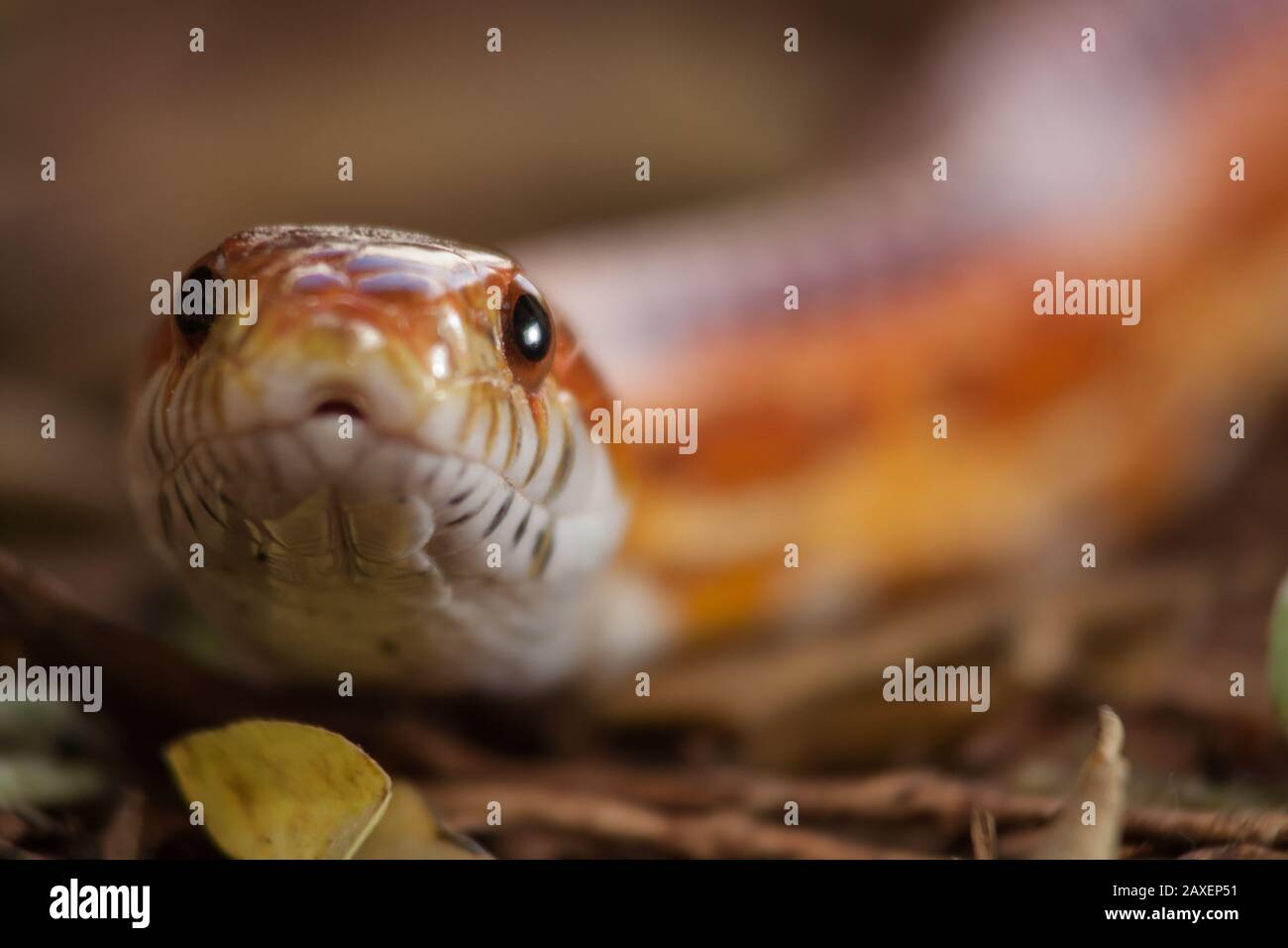 Classico serpente di mais all'aperto scivolando sull'erba, primo piano frontale della testa di serpente Foto Stock