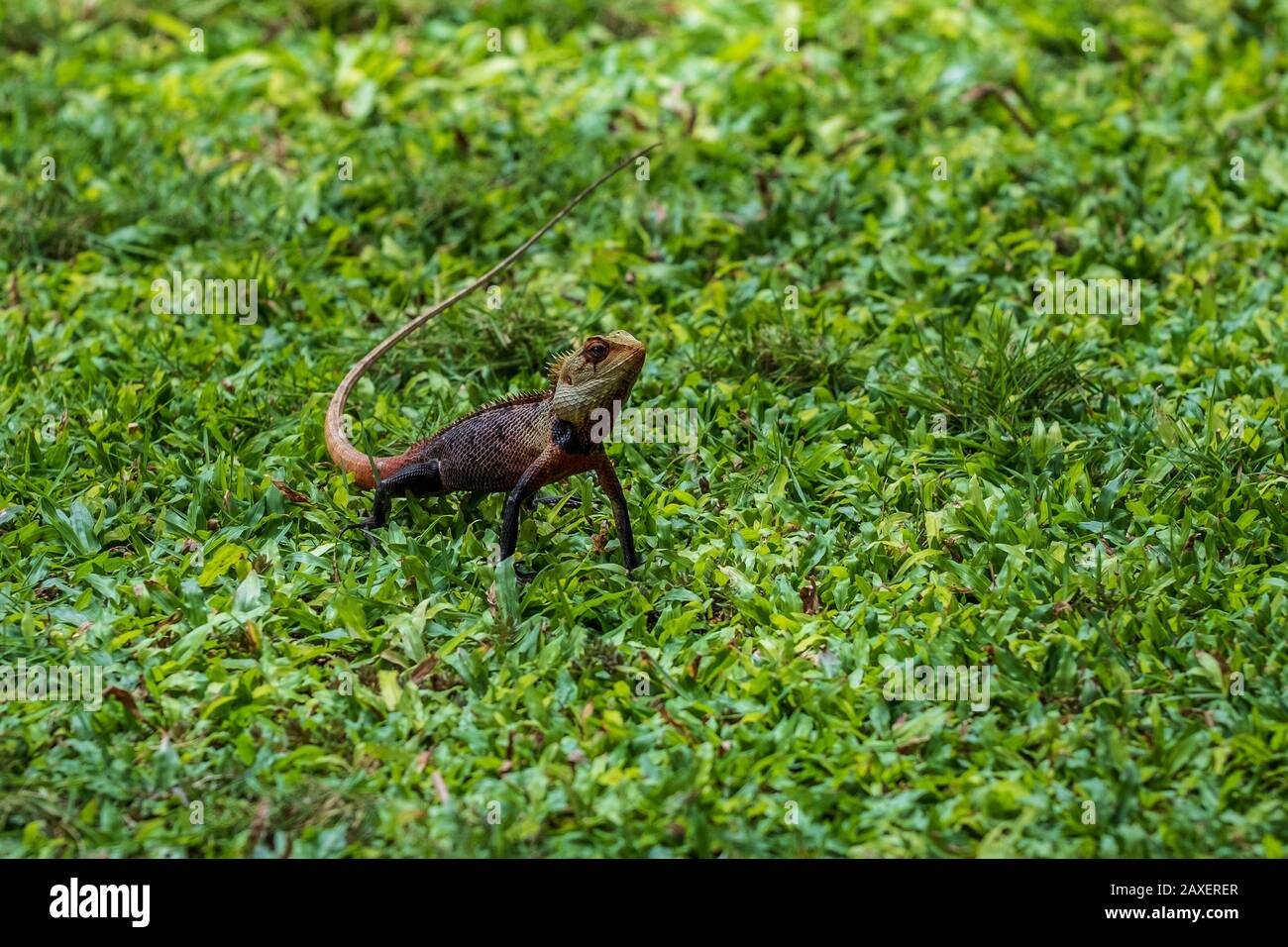 Un giardino lucertola seduto nel verde erba lussureggiante al W Hotel nelle Maldive Foto Stock