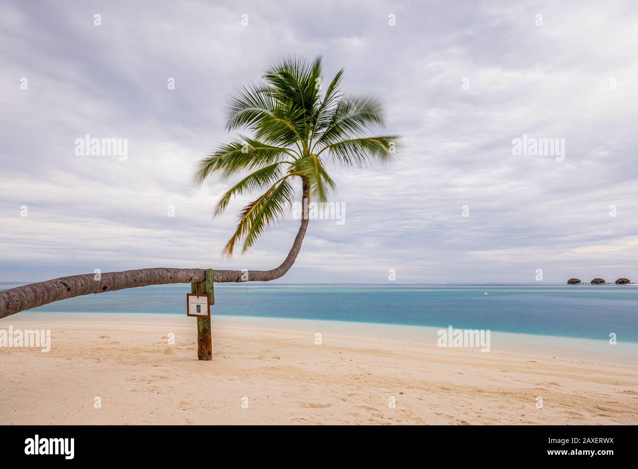 Un vecchio albero di palma si estende verso le acque turchesi del mare su una splendida isola delle Maldive, con spazio per il testo Foto Stock