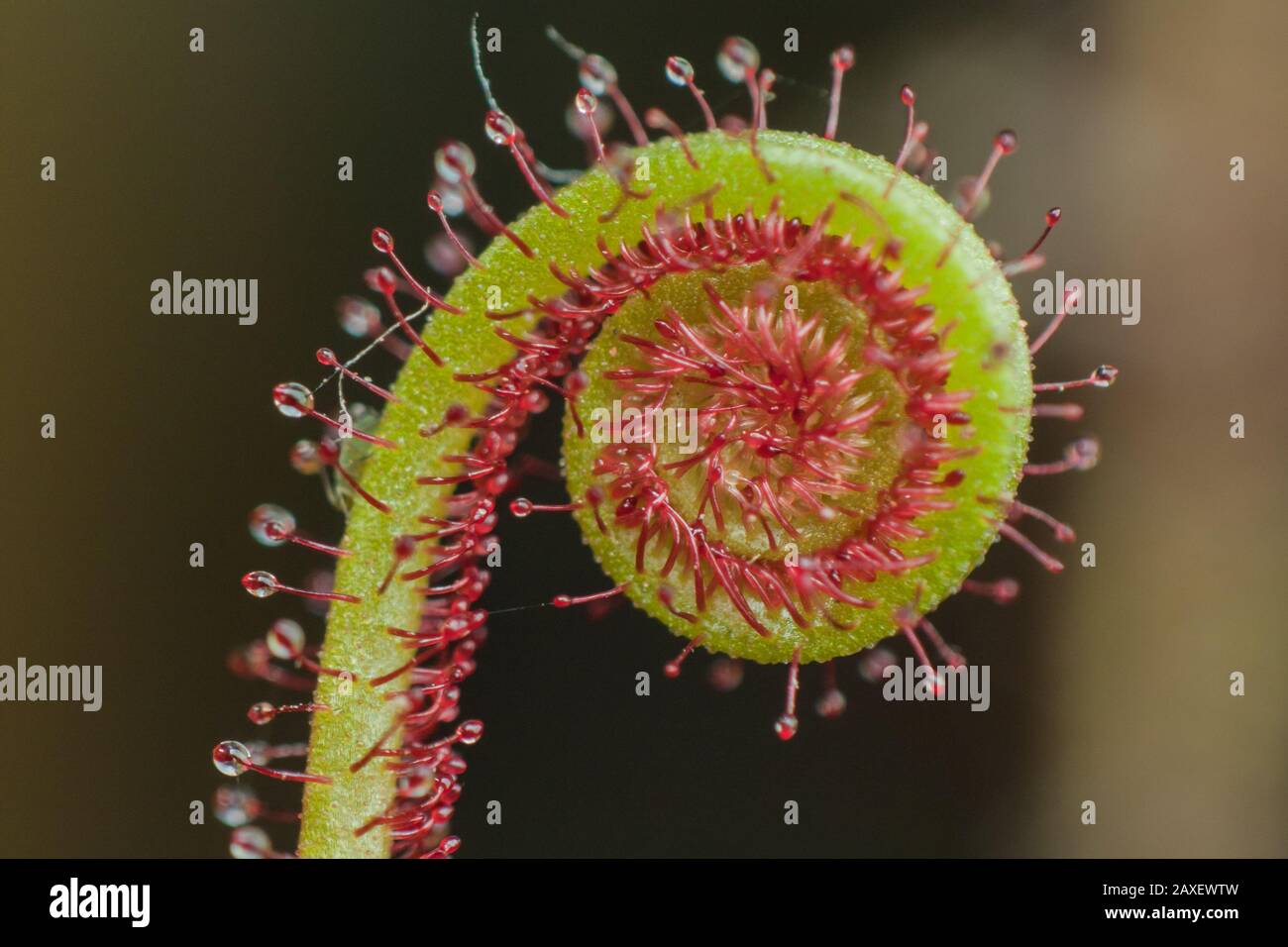 Primo piano di una sundew (pianta carnivora), dettagli delle trappole di colla dei Drosera Foto Stock