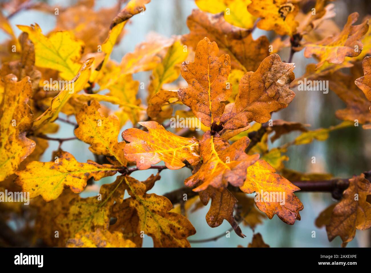 Sprig di colore marrone dorato / giallo autunno foglie di un albero di quercia su ramo in bosco a Littleworth Common, Esher, Surrey Foto Stock
