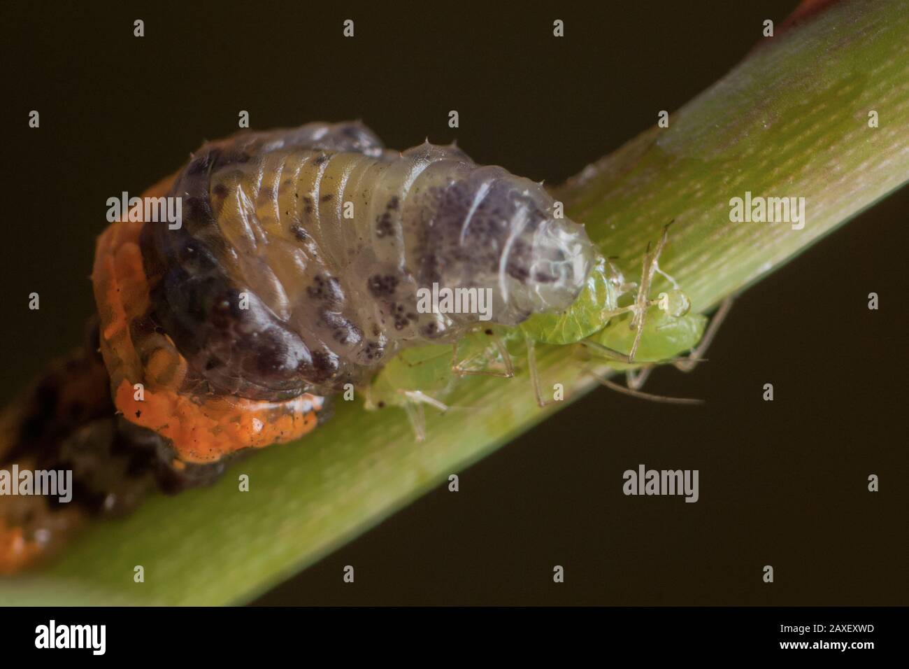 Larva di una mosca del hover che mangia un afid, un syrphidae che può usato come controllo di peste di insetto nei giardini Foto Stock