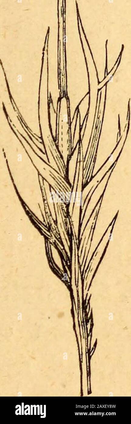 Testo della botanica strutturale e fisiologica . Fig. 426.-I. Parte di una sezione trasversale attraverso lo stelo di cellule epidermiche Sphagnum cembi-foli2an; cellule epidermiche e R ispessite e colorate; p paren- - chimma dello stelo (x 320); II. Parte centrale di una sezione trasversale attraverso lo stelo di endroidi di Climachwi; asse centrale G; P parenchima marrone dello stelo ( x 400). Morfologia e classificazione speciali, 303 di struttura semplice. Essi consistono solitamente, con l'eccezione delle vene, di un solo strato di cellule parenchimatose; IV Foto Stock