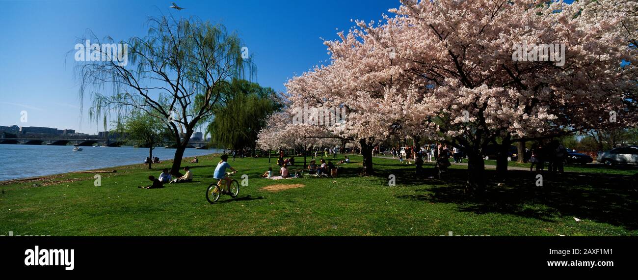 Gruppo di persone in un giardino, Cherry Blossom, Washington DC, USA Foto Stock
