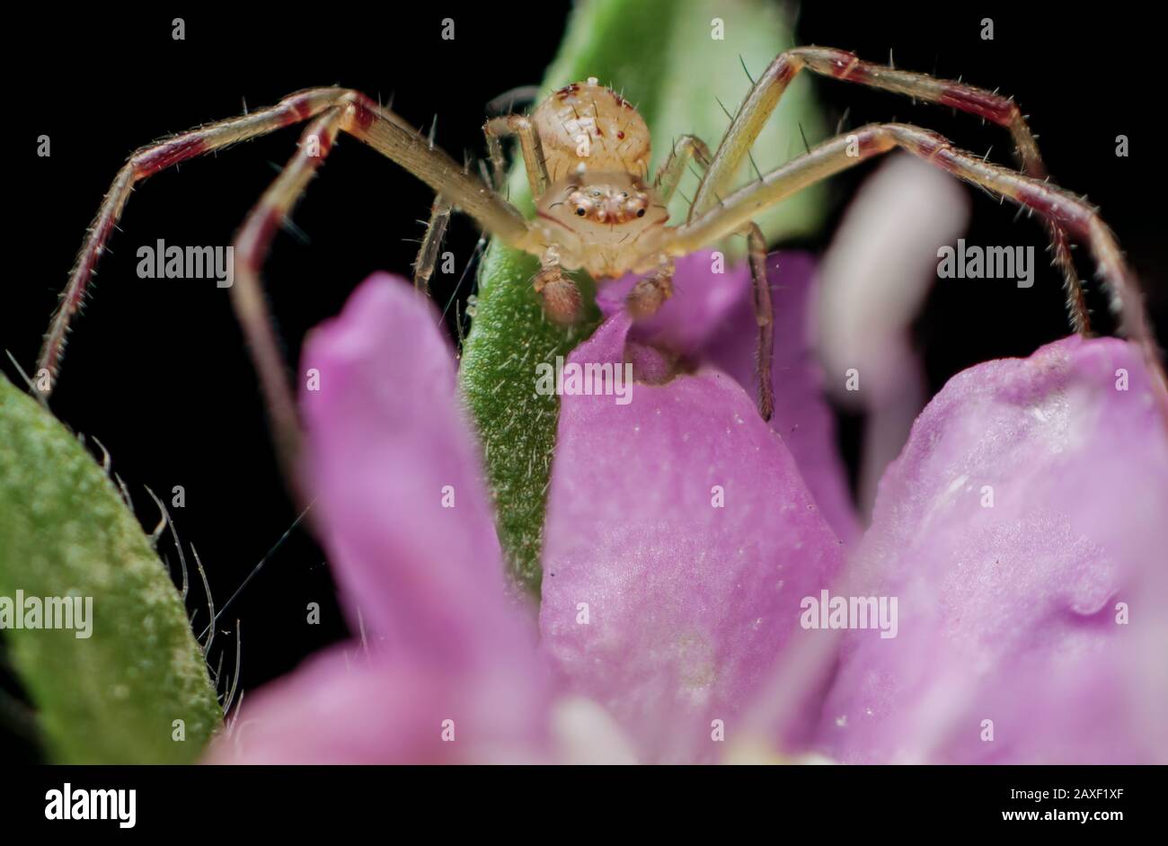 Macro dettagliata di un piccolo ragno di granchio in attesa di imboscata è preda di insetti su una pianta di giardino Foto Stock