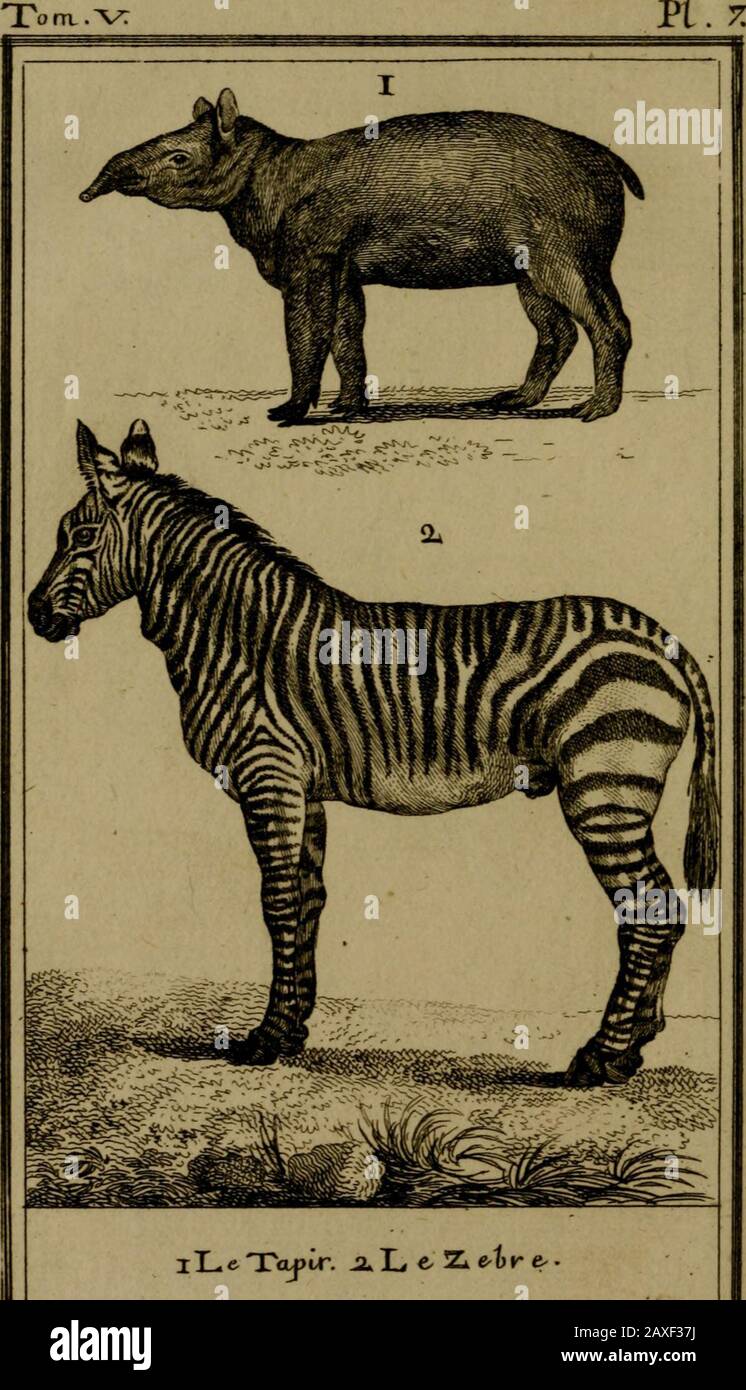 Histoire naturelle, générale et particulière, avec la description du Cabinet du roi . /  . Ile TojJLT. J2» L e Zk e^t&gt;r e- ^^ du Tapir ou ÙAnta, 135 LE TAPIR (cz)o u L A NT A. Voye^ planche vil, j%«r*TST ici lanimal le Plus Grand de Lamé-rique, de ce nouveau monde, où, enous Tavons dit, la Nature viti vanble (&lt i,) Nom de cet animali dans fon paga natal, au Brefil. Tapira, félon M. de la Condan:ine. Voyagede la rivière des u^m^^oncf, pag. 163. Tapiicr-été, fé-Marcgrave & Pilon. Etî, eft un nom adjeftif,C].ai dans la langiie Brûfi.ienne figaifie gra/ztf, air.fijTa-fiier-é Foto Stock