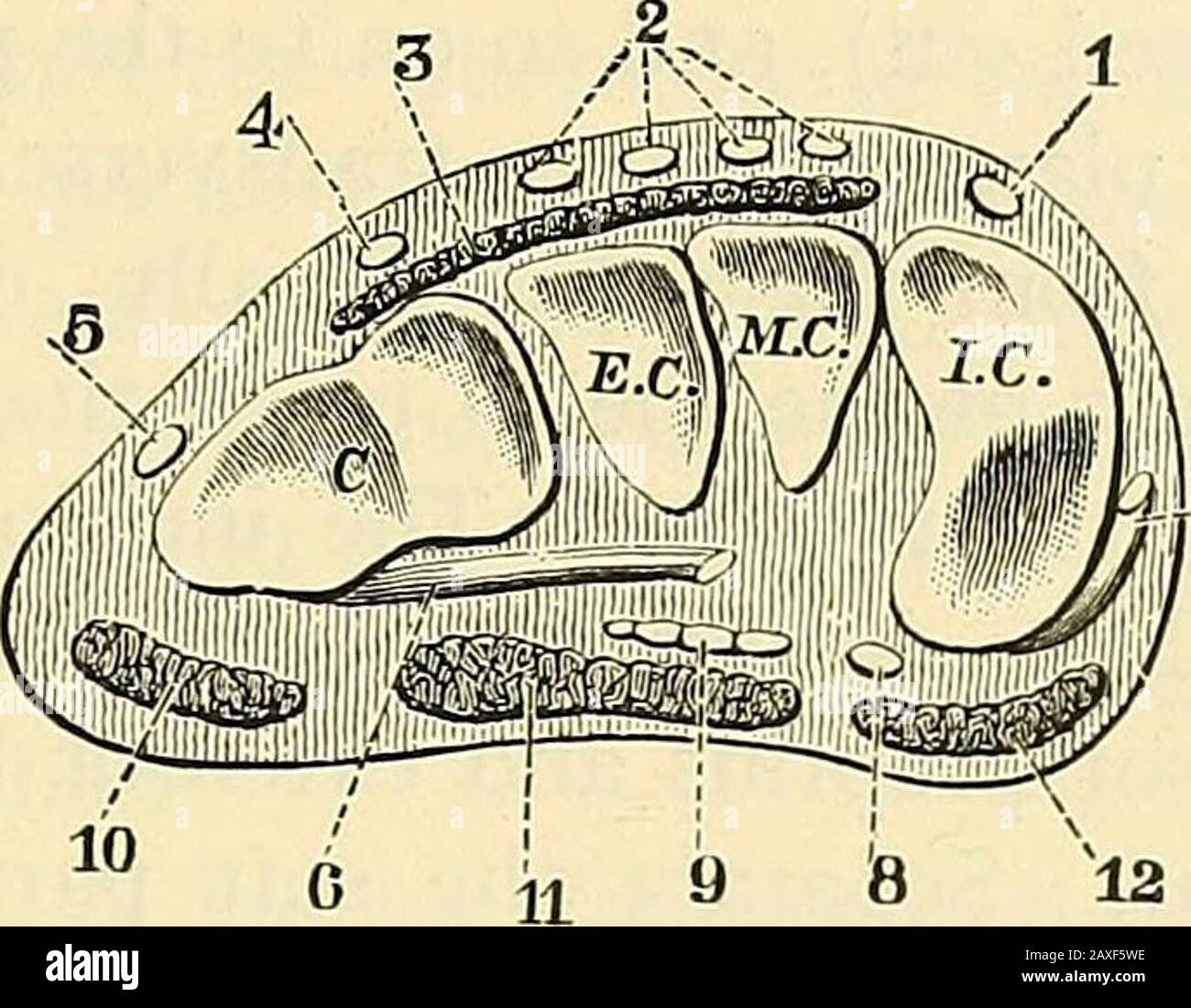 Un manuale di chirurgia operativa . chit forma la base. Le epifiseuniscono gli alberi tra i venti anni Ottanta. Si possono notare i seguenti attacchi di tendini: Alla base del primo boneo metatarsico il peroneus longus e parte del tibialis anticus; alla base del quinto metatarso il peroneusbrevis e il peroneus tertius. Il ramo comunicante dei dorsalis pedis passa arteria tra le basi delle ossa del primo e del secondo metatarso. L'arco piano-catrame attraversa l'articolazione tra il quarto e il quinto metatarsa obliquamente, e corre sulle basi del secondo e terzo metatarsalsat som Foto Stock