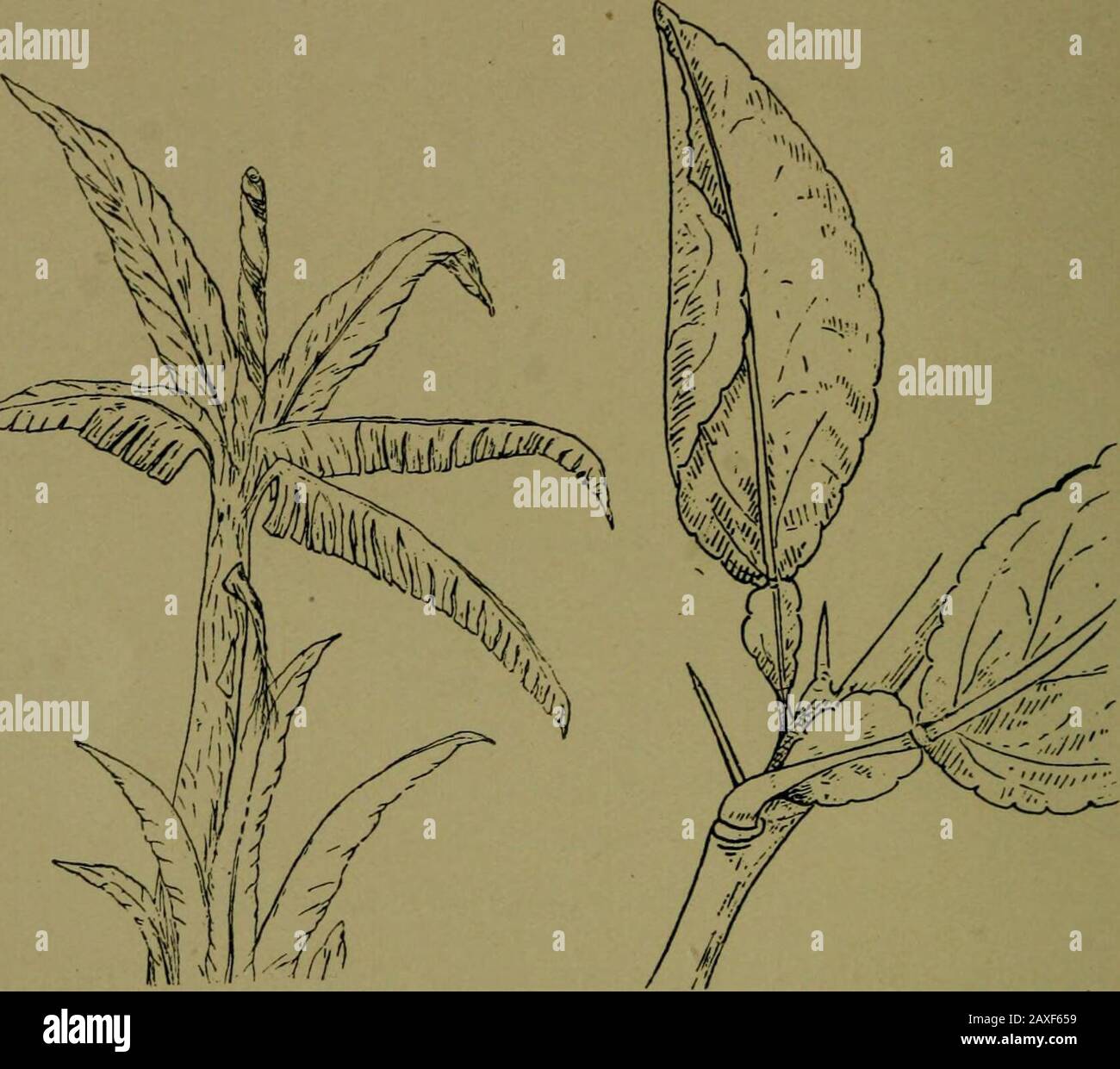 Piante e loro modi in Sud Africa . Esaminare le foglie giovani date. Si sono intrecciate invece di arrotolate. Quando le foglie sono ramificate, la ramificazione dipende dalla ramificazione delle vene. In alcune foglie c'è una vena centrale forte, da cui si diramano altre vene su entrambi i lati, le pinne si diramano dal quillo di una piuma. Tale venationis denominato pinnate. O più vene forti possono iniziare dalla base o dalla parte inferiore della foglia, e la venazione è saidto essere palmate (mano-come). Nella maggior parte dei dicotiledoni le vene prominenti si uniscono ciascuna in modo da formare una rete irregolare; le veneins terminano con fre Foto Stock