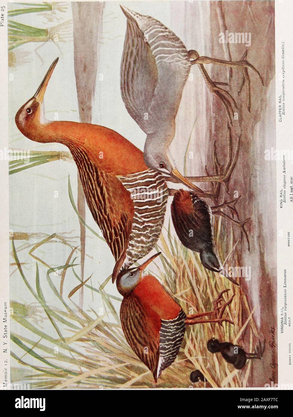 Relazione annuale . EGRET americano Hernrliaf! Fgrclta (Gmelin)GRU SANDHILL Urus mciicana (Muller) NOTTE CORONATA NERA HERON Xuctkora.c iuctkina.v /laemus (Boddaert) ADULTO IMMATURO GRANDE BLU HERON Ardra licnidias Linnaeus Tutti i nat. Taglia ADULTI In ESTATE Piatto 25 VIRGINIA RAII, Clapper RAIL Page a74 ^^® * KING RAILPage 271 t4 0 0 Q H Plate 26 GIALLO RAIL LITTLE BLACK RAIL Page 280 Carolina RAIL O SORAPage 276 FT!0 0 (K Q H. Foto Stock