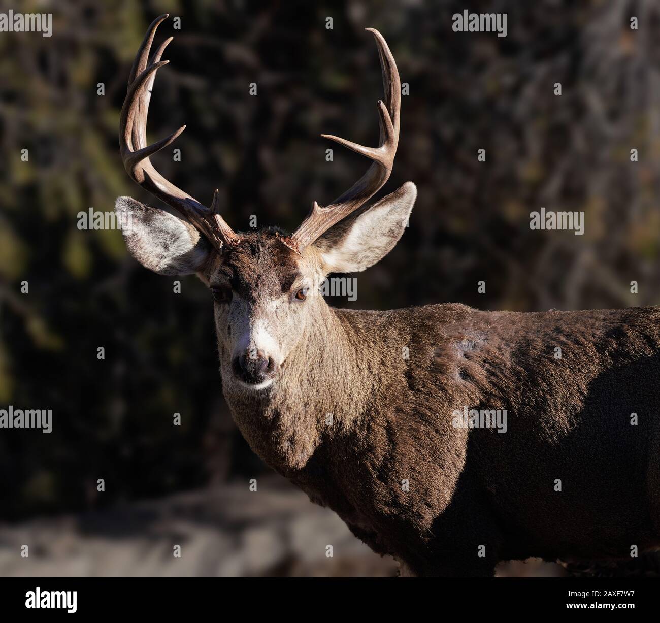 Un grande buck è sopravvissuto al rut con poche cicatrici di battaglia. Foto Stock