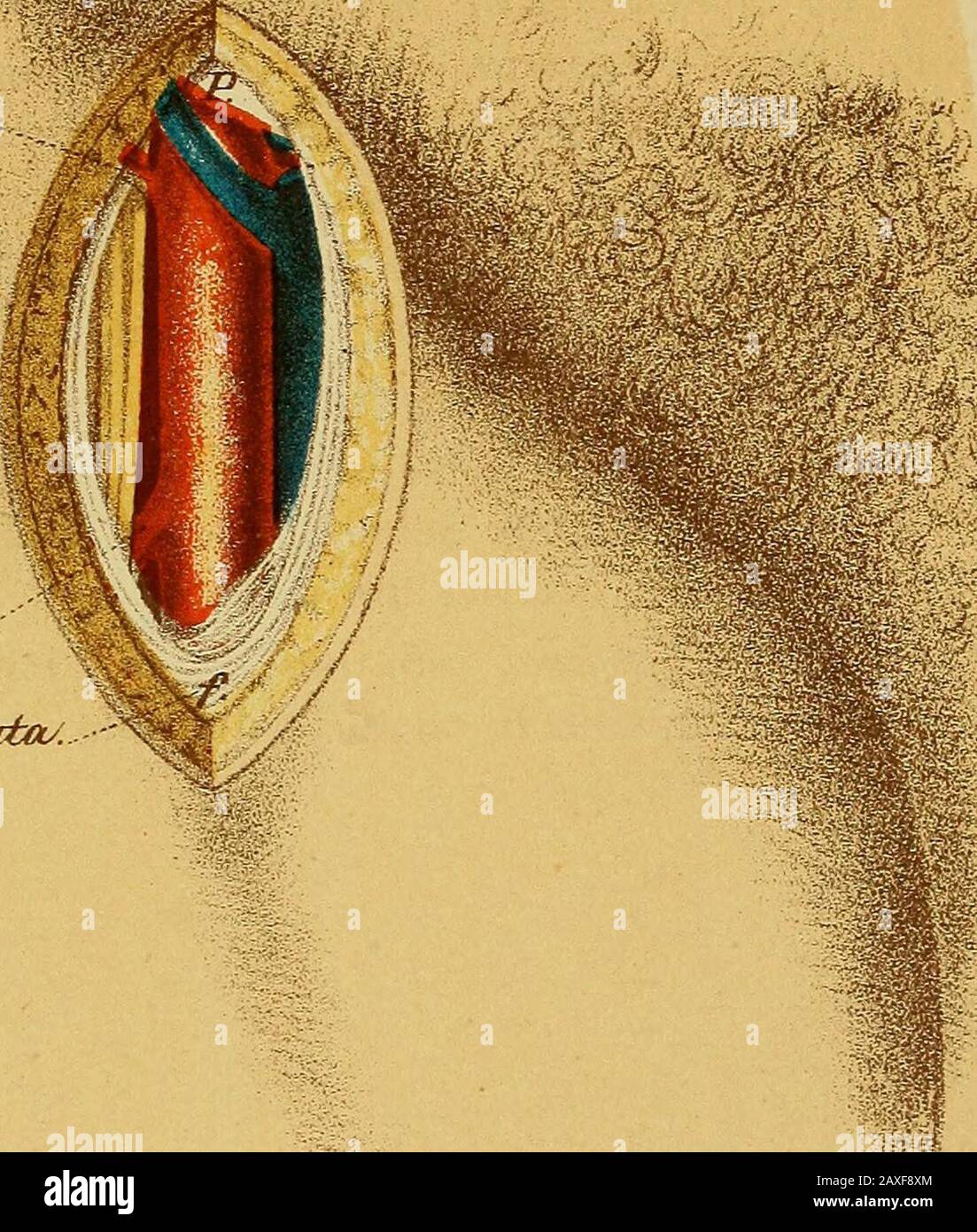 Il manuale del chirurgo sul trattamento dei feriti in guerra : un saggio premio . sul lato esterno il cruralnervo anteriore coperto dalla fascia iliaca; il ramo genitale del nervo genito-crurale attraversa obliquamente l'arteria. 56 Piastra XV Legatura dell'arteria femorale (femorale comune) sotto Poupartsligamento (destra). 1. L'incisione cutanea inizia in un punto a metà strada tra la colonna vertebrale anteriore superiore dell'ilium e la sinfisi pubis,2mm sopra il legamento Pouparts, e viene portata verso il basso per 5cm. 2. La fascia superficiale è divisa. 3. Il tessuto sottocutaneo è diviso; la gl linfatica Foto Stock