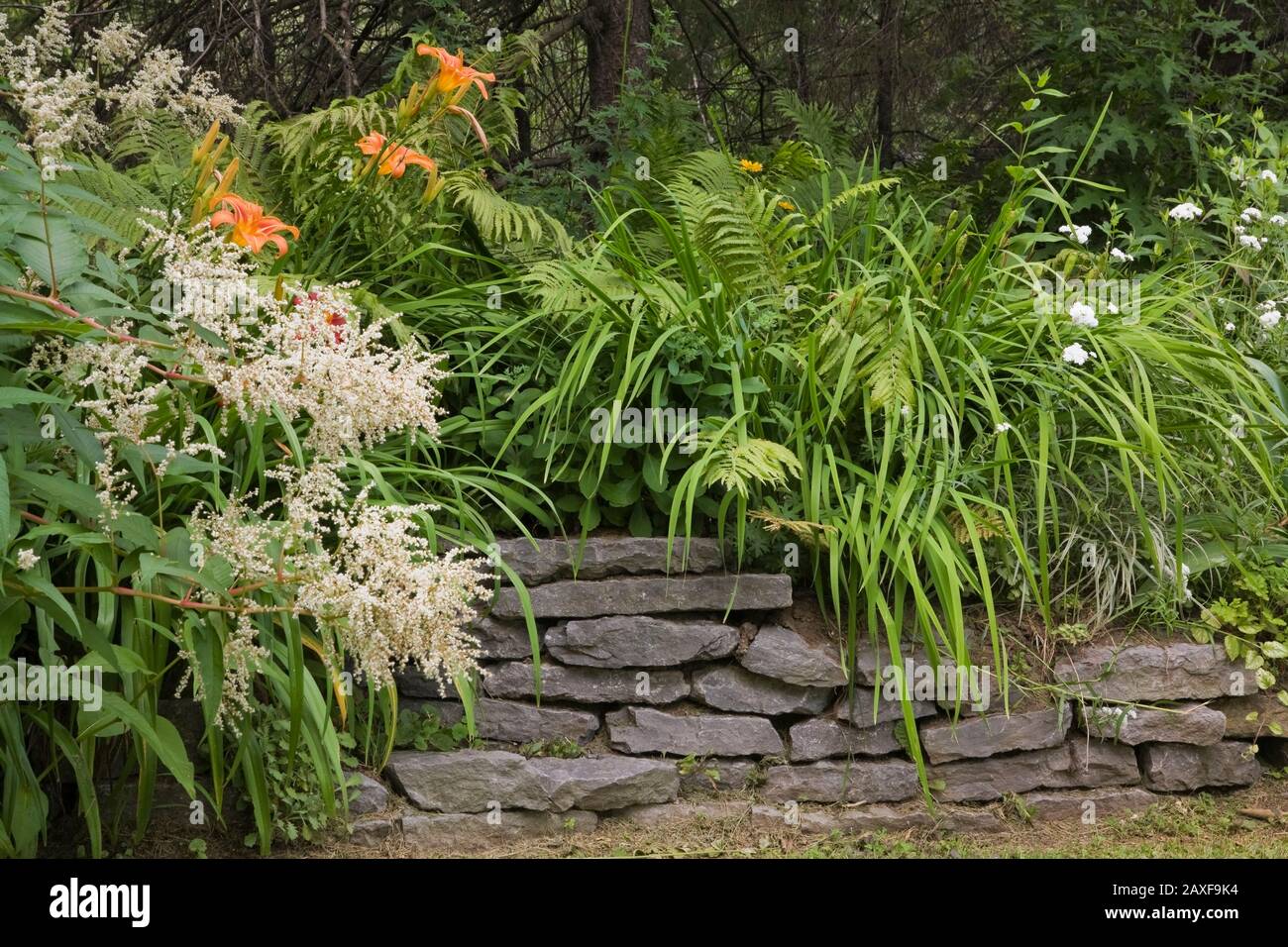 White Persicaria polimorfa - fiori di Fleece gigante e bordo di pietra grigia rialzata con hemerocallis arancione - fiori di ninfea e Pteridofita - Ferns. Foto Stock