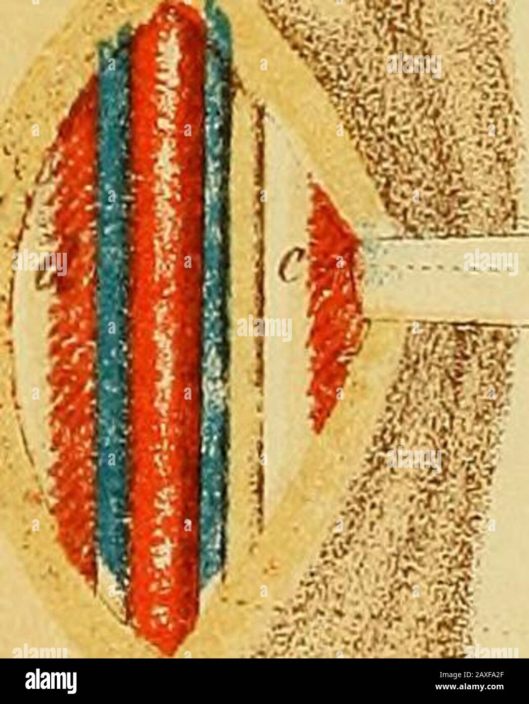 Il manuale del chirurgo sul trattamento dei feriti in guerra : un saggio premio . flexor caryu aria, -Itts ulnaria volaris. 153 Piastra XII. 1. Legatura dell'arteria radiale sopra il polso destro. 1. L'incisione cutanea è realizzata in 3cm di lunghezza sul lato radialato del flessore carpi radialis. 2. Lo strato superficiale della fascia dell'avambraccio è cauterilisparato. 3. L'arteria con le sue vene complementari si trova tra il radialis flexorcarpi e il longus del supiinatore. 2. Legatura dell'arteria ulnare sopra il polso destro. 1. L'incisione cutanea è realizzata di 3cm di lunghezza sul lato radiale del tendine di Foto Stock