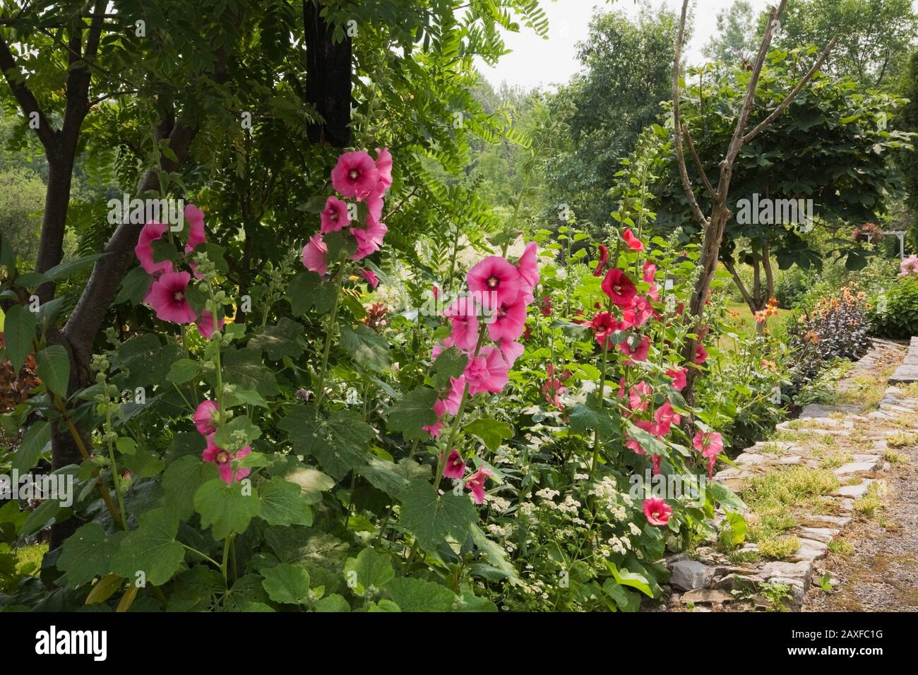 Confine con il rosa e rosso di Alcea rosea - fiori di Hollyhock in giardino cortile in estate. Foto Stock