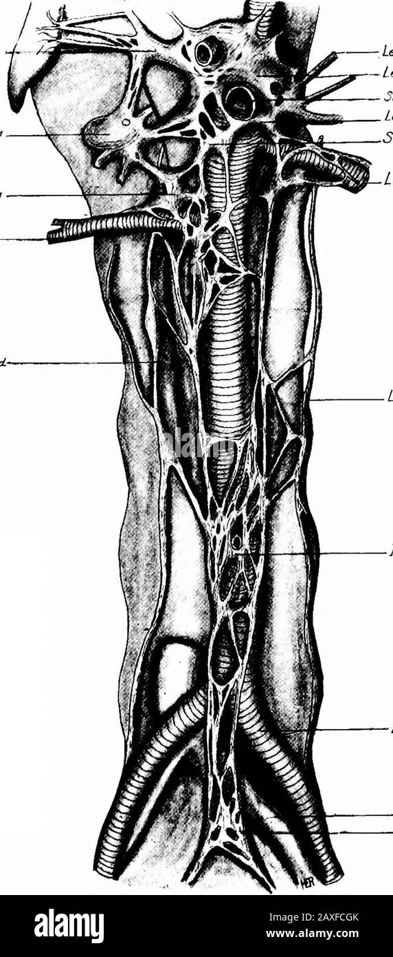 Un manuale di anatomia formato da rami di plesso terenale e aortico; rami passano ai testicoli. {b) Gli spusi ovarici si formano nello stesso modo e sendbranchi alle ovaie, ovodotti e bordi dell'utero. Theycommunicate con il plesso uterino. 9. Il plesso aortico è situato sulla parte anteriore e sui lati dell'aorta addominale tra le mesentericarterie superiore e inferiore. È composto da rami dal plesso solare e thelumbar simpatico gangha. Distribuisce i rami al plessusesand sper-matico, mesenterico inferiore, surrenale, e ipogastrico a. Foto Stock