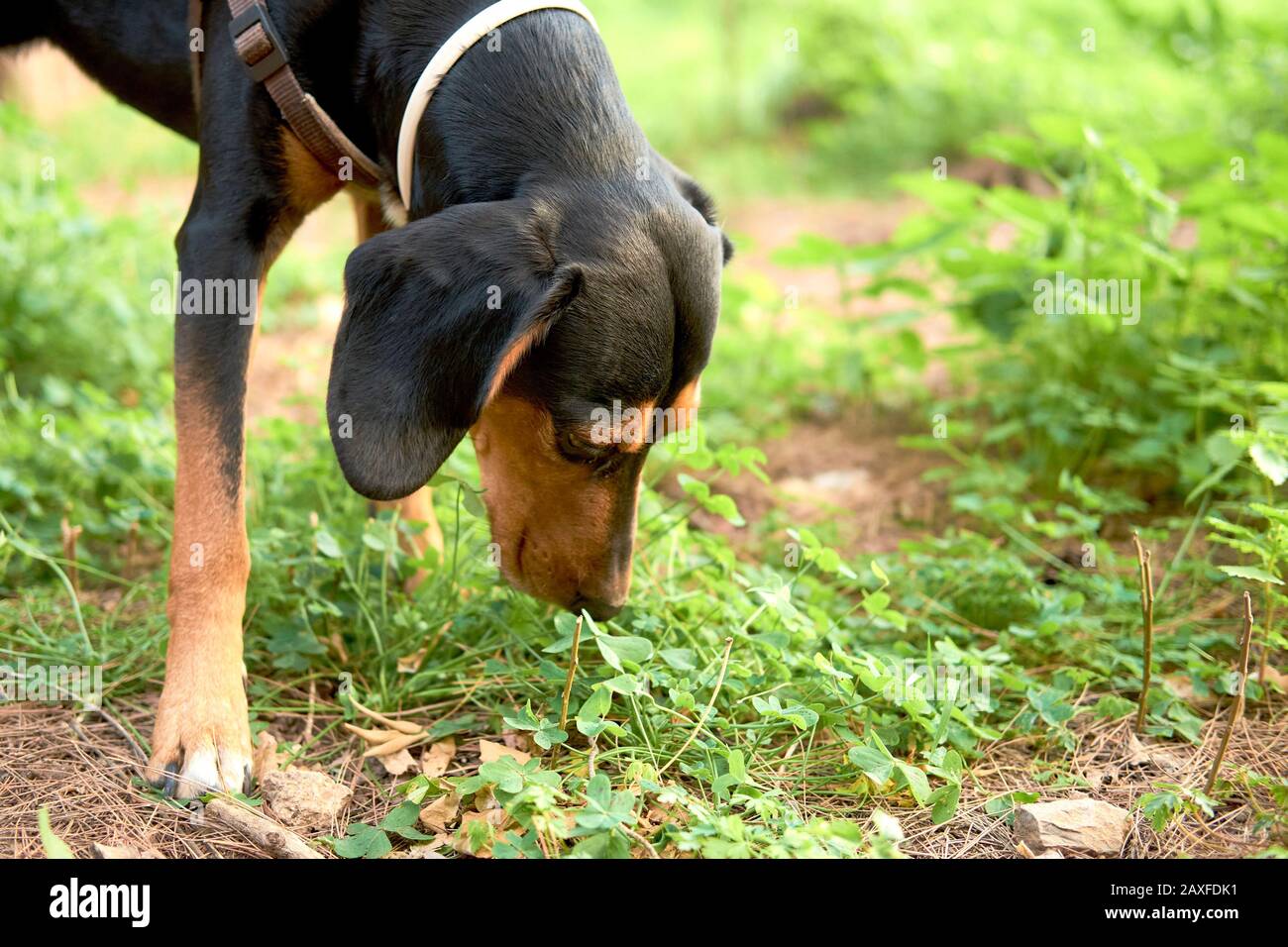 Closeup di un cane nero austriaco e marrone chiaro mangiare l'erba da terra Foto Stock