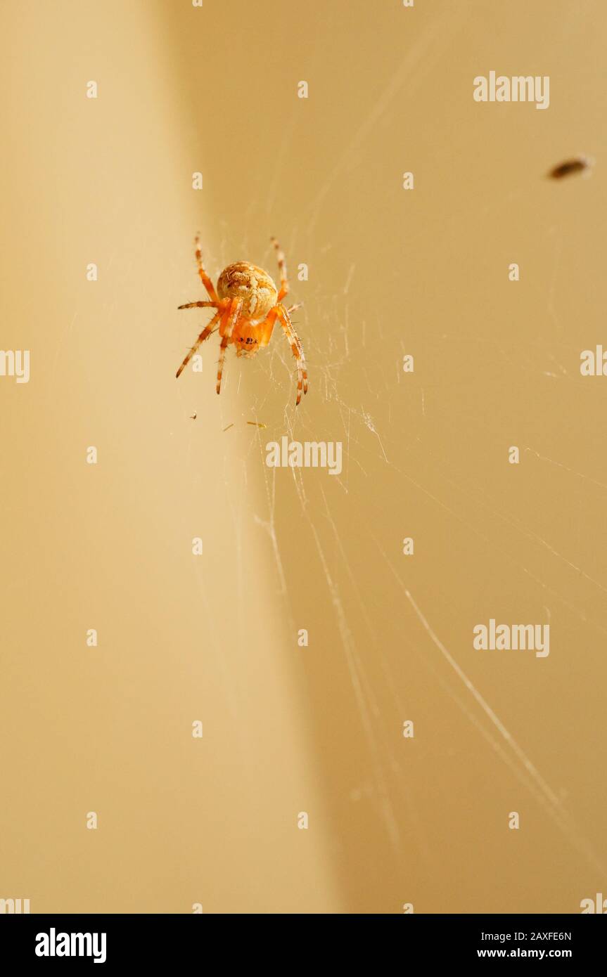 Primo piano di un ragnatela arancione che gira Foto Stock