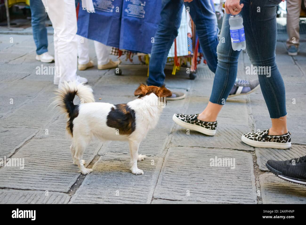 Un piccolo cane perduto di tipo più terrier si trova nel mezzo di un'area turistica trafficata nell'area delle cinque Terre d'Italia, mentre la gente cammina oltre. Foto Stock