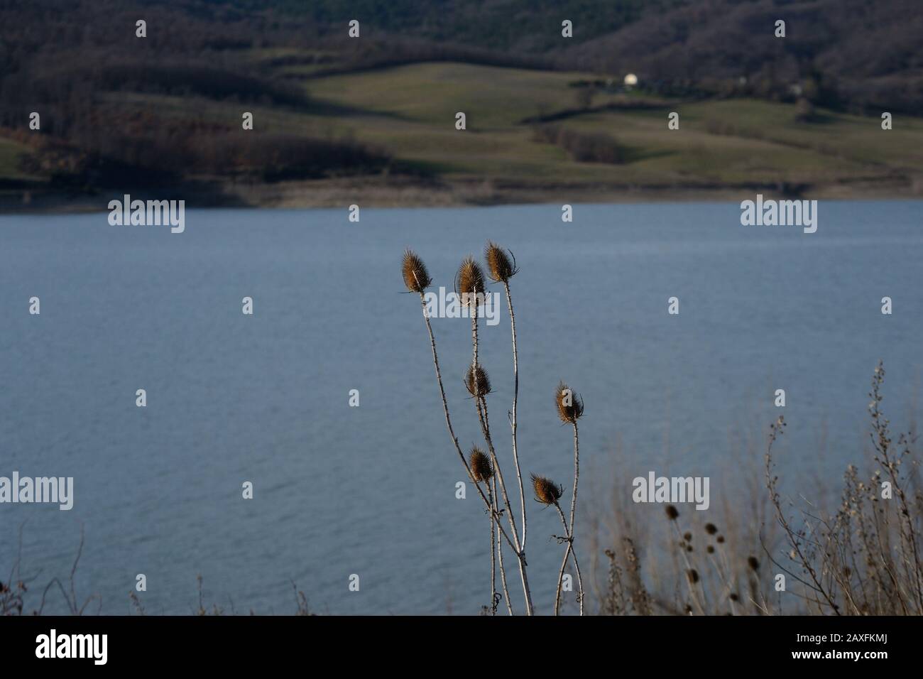 Fiore di thistle essiccato sulla riva del lago di Montedoglio, in terra toscana Foto Stock