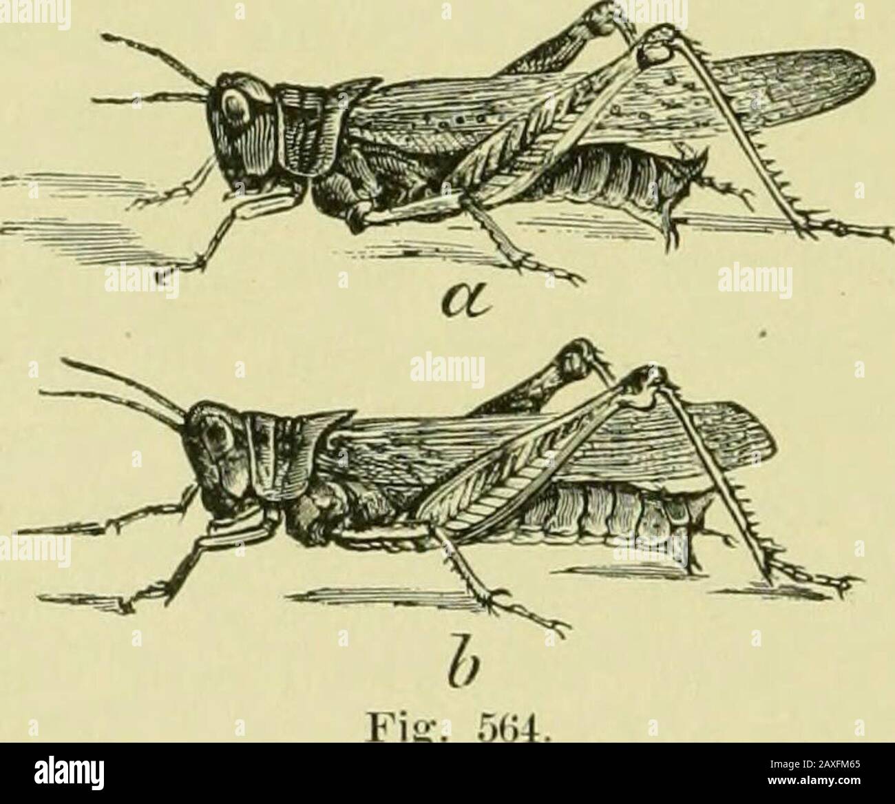 Guida allo studio degli insetti e un trattato su quelli nocivi e benefici per le colture, per l'uso di collegi, scuole agricole, e agricoltori . ^ coprire la metà dell'addome. La larva è rossastra. ACRYDII. 571 mentre l'adulto è marrone giallastro con macchie scure e macchie. In AcrycUum la colonna vertebrale sul petto è molto prominente, e la cresta mesiale sopra è ben marcata, mentre la punta dell'addome non è gonfia. AcrycUum alutaceum Harris ha una lunghezza di quasi due pollici e si espande di oltre tre pollici. È di colore giallo brunastro, con una striscia gialla più chiara sulla parte superiore della testa e del torace. Al genere Foto Stock