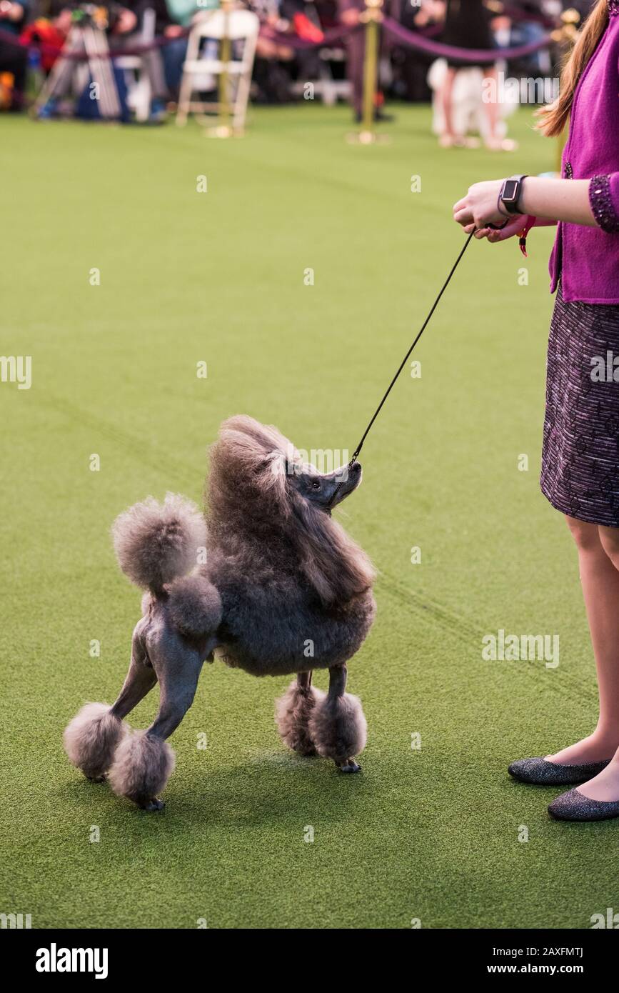 New York City, USA - 9 febbraio 2020: Barboncino con gestore in show ring durante la presentazione del cane, 144th Westminster Kennel club Dog Show, Pier 94, New York City Foto Stock