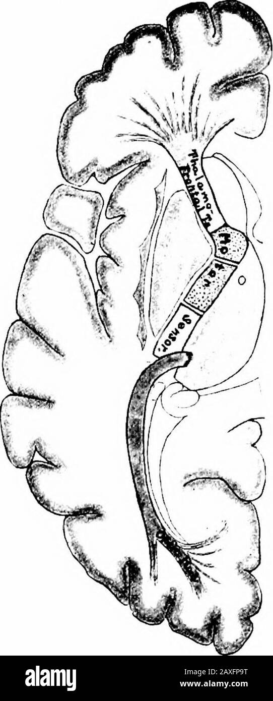 Un manuale di anatomia. JJJS^<^^^. Fig. 2G7.- modello del corpus striatum,A, Laterale iev; B, media! iev. Fig. 298. - disegno della capsula interna di sinistra, vista dall'alto, che mostra le fibre itscomponent. Massa a forma di coda del tessuto nervoso grigio. Fig. 298. - disegno della capsula interna di sinistra, vista dall'alto, che mostra le fibre itscomponent. A causa delle sue sezioni arcuate, presentano diverse apparenze a diversi livelli. Il nucleo amigdaloide {nucleo amigdala) rappresenta una parte isolateddella sostanza grigia corticale temporale connessa con l'estremità del nucleo caudato. Non viene visualizzato a questo livello. La capsula interna !in questa sezione rappresenta una massa piegata al ginocchio del nervo bianco Foto Stock
