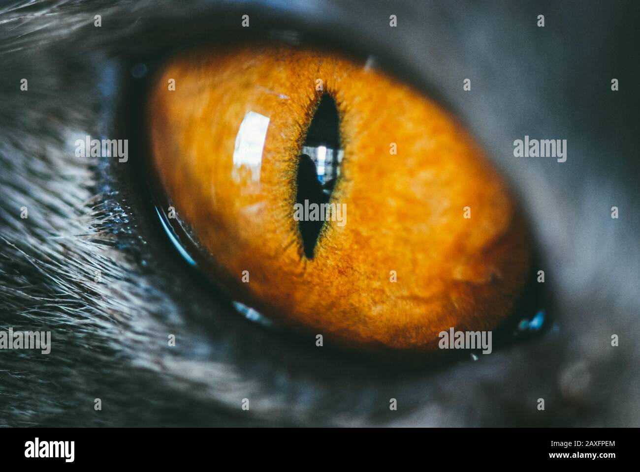 Primo piano di un occhio di gatto arancione. Macro di messa a fuoco selettiva con DOF poco profondo Foto Stock Primo piano di un occhio di gatto arancione. Macro di messa a fuoco selettiva con DOF poco profondo Foto Stock