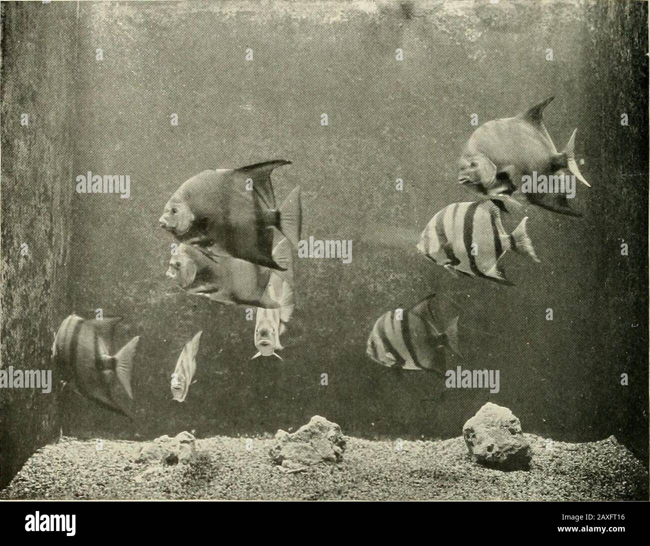 Bollettino della Società Zoologica . merly il commissario di Stato della pesca della Pennsylvania, è thesaurintendente. A Boston un nuovo acquario cittadino e' appena stato completato e sara' aperto al pubblico entro poche settimane. La fornitura è stata oggetto di esposizioni sia di sale che di acqua dolce. Sig. L. L. Mowbray, ex responsabile dell'Acquario delle Bermuda, è stato reso superin-tendente dell'Acquario di Boston, e il Sig. A. O.Featherstone, per più di undici anni impiegato dell'Acquario di New York, ha accettato una posizione avanzata nell'istituzione di Bosongrace. Key West Fishes. - un lotto insolitamente fine offishes arrivato Foto Stock