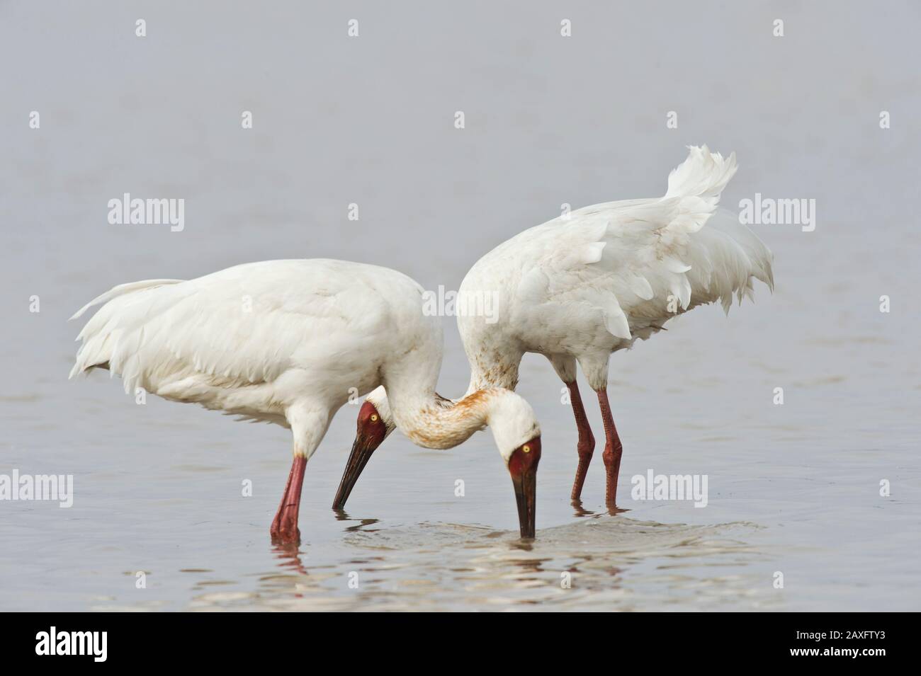 Coppia di gru siberiane (Leucogeranus leucogeranus) che si nutrono presso la Wuxing Farm, Nanchang nel bacino del lago di Poyang, nella Cina centro-orientale Foto Stock