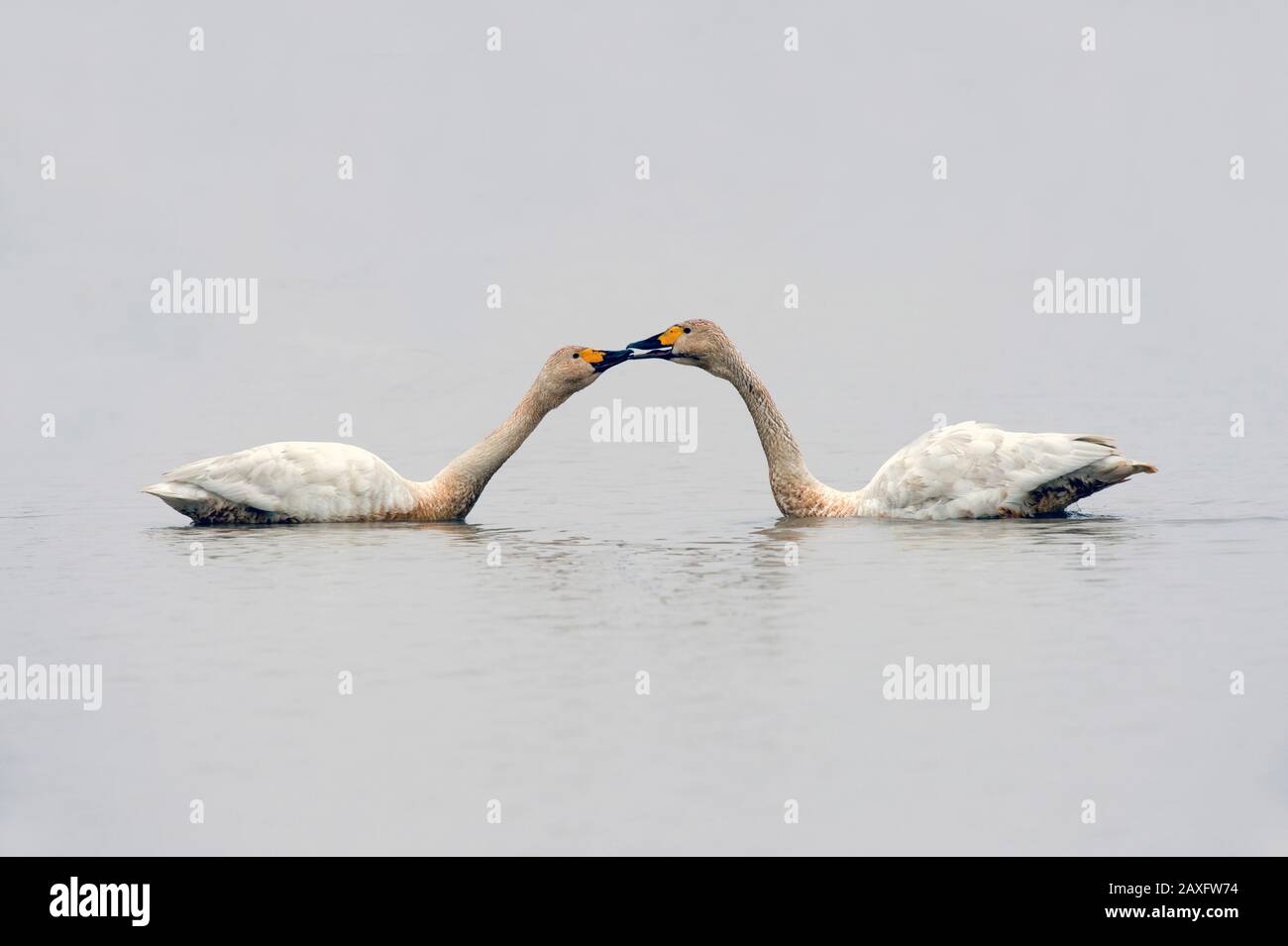 Whooper Swan (Cygnus cygnus) comportamento di corteggiamento a Wuxing Farm, Wuxing Nanchang, Poyang Lake Basin, Cina centro-orientale. Foto Stock