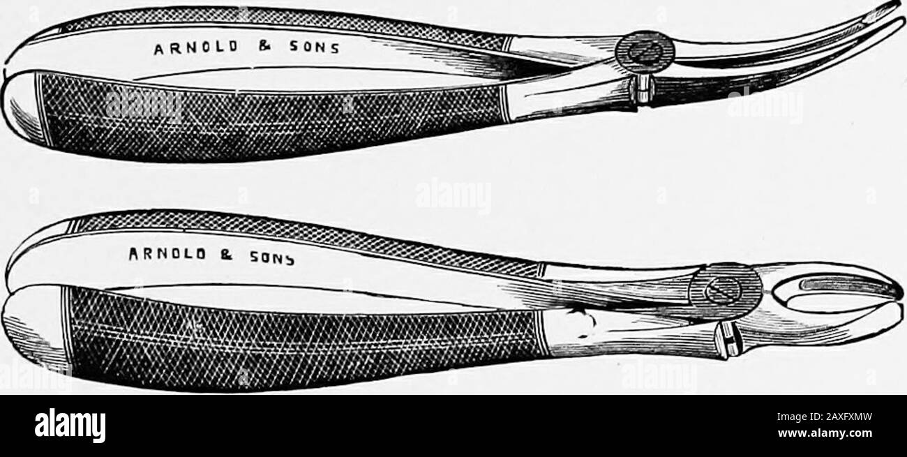 Chirurgia canina e felina .. . non sufficiente. Il metodo di applicazione consiste nel fissare la bocca del paziente con un muso di nastro, ottenere i servizi di un assistente per tenere la testa, e rimuovere il tartaro aroundthe denti dalla ferma, applicazione costante di uno o l'altro dell'ESTRAZIONE DEI DENTI. 81 strumenti; quando l'interno è interessato deve essere utilizzato uno specolo. Come regola il tartaro si scola abbastanza facilmente. Il dentifricio viene quindi purificato mediante applicazione di un lavaggio con bocca in polvere di un dente su lana di cotone o su un comune spazzolino da denti. Estrazione.- Nell'estrarre una cura del dente deve sempre essere Foto Stock