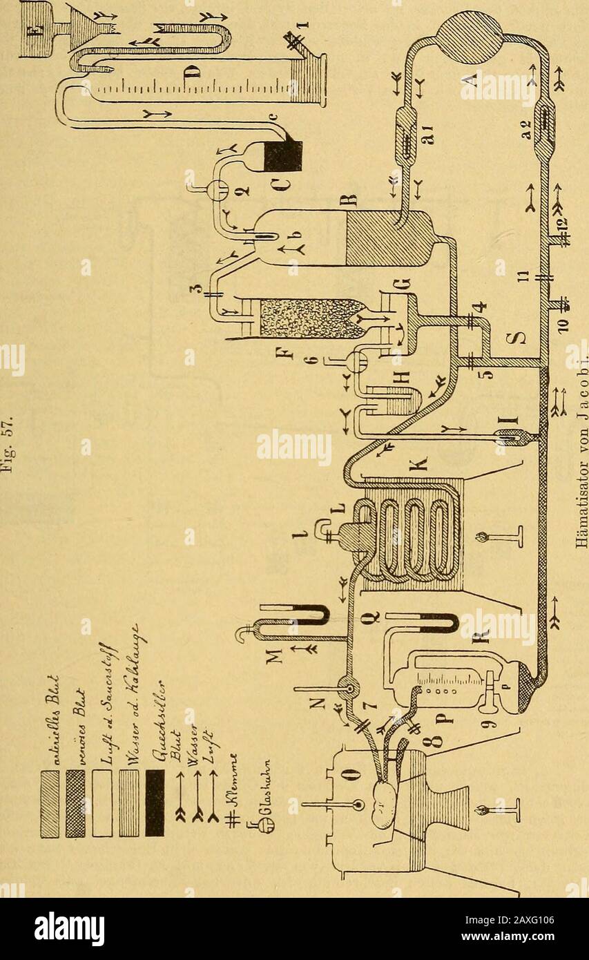 Lehrbuch der Intoxikationen . um Herzen abzufliessen.Ist die Verteilung des Blutes auf die beiden Stromgebiete dures Nebenschliessungrichtig regoliert, d. h. ist die durch das Orgetentene Blutmenge Plus der durchdie Nebliessung geflosen gleen der der der enchenchee Der enchenfen der enfen der enchenfen Der enchenchenfen der enfen der enfen der enfen der enfen der enchenfen der enfen der enf JedesSteigen oder Sinken desselben ist ein Zeichen, dass dieses Verhältnis gestört istund von neuem einer Regulierung durch die Klemme 5 der Nebenschliessung be-darf. Den Umstand, dass der Druck im arteriellen System 120 - 160 mm Hg, Foto Stock
