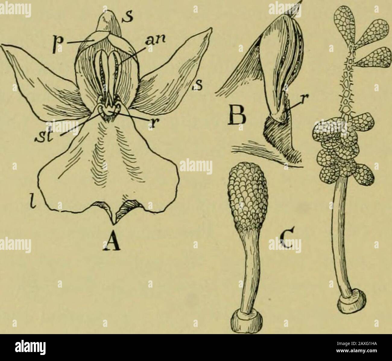 Natura e sviluppo delle piante . L'ape entra nell'apertura nella parte superiore del labellum e si nutre delle ghiandole distribuite alongthe bottom. Lasciando il fiore, egli forza la sua strada attraverso la piccola apertura su entrambi i lati dello stile e così egli primo a contatto con lo stigma e più tardi con gli anteri, che sono in numero di due e si trova indietro dello stigma. In questo flusso le antere sono circondate da una massa appiccicosa e le microspore sono così fissate al bodv degli insetti da trasportare ad un altro 392 il fiore di ORCHIDALES. Nei tipi più alti di orchidee, l'insetto sondando il forthe n. Foto Stock