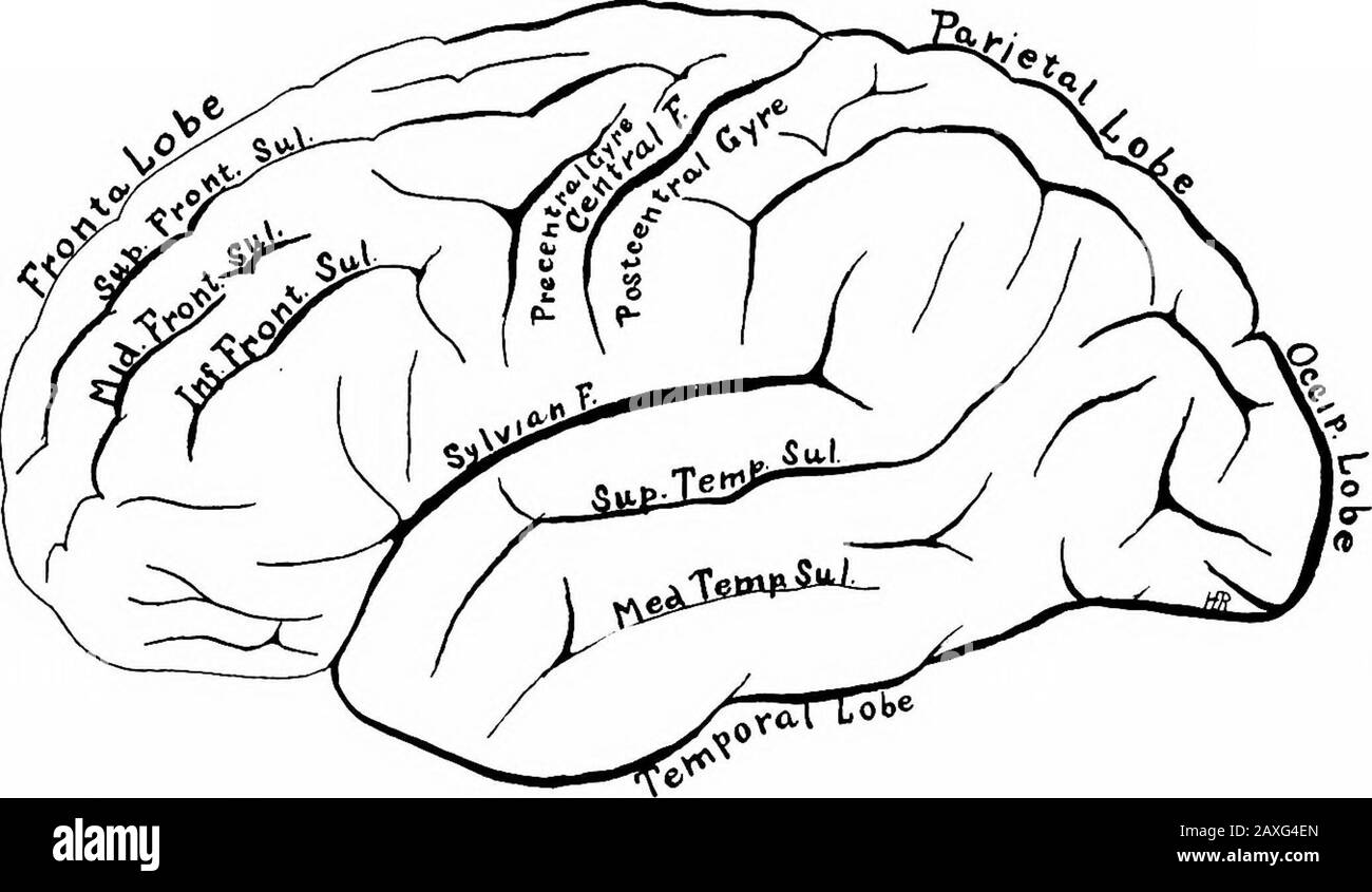 Un manuale di anatomia . X^Lobo Occipitale Lobo Temporale Cerebellun Fessura cerebrale Laterale (Silvius) Oblunga Fig. 276. - aspetto laterale sinistro del cervello con le membrane rimosse. {Dall'afotografo.). Fig. 277.-le fessure principali e i lobi o£ la superficie laterale dell'emisfero cerebrale sinistro. 388 IL SISTEMA NERVOSO 3. La fessura occipitale {sulcus parietooccipitalis) è vista circa 5cm. Al di sopra del polo occipitale ed è rappresentata solo parzialmente sulla superficie laterale. Indica la separazione tra i lobi occipitaland parietali. Sulla superficie mediale si osservano le seguenti fessure interlobari Foto Stock