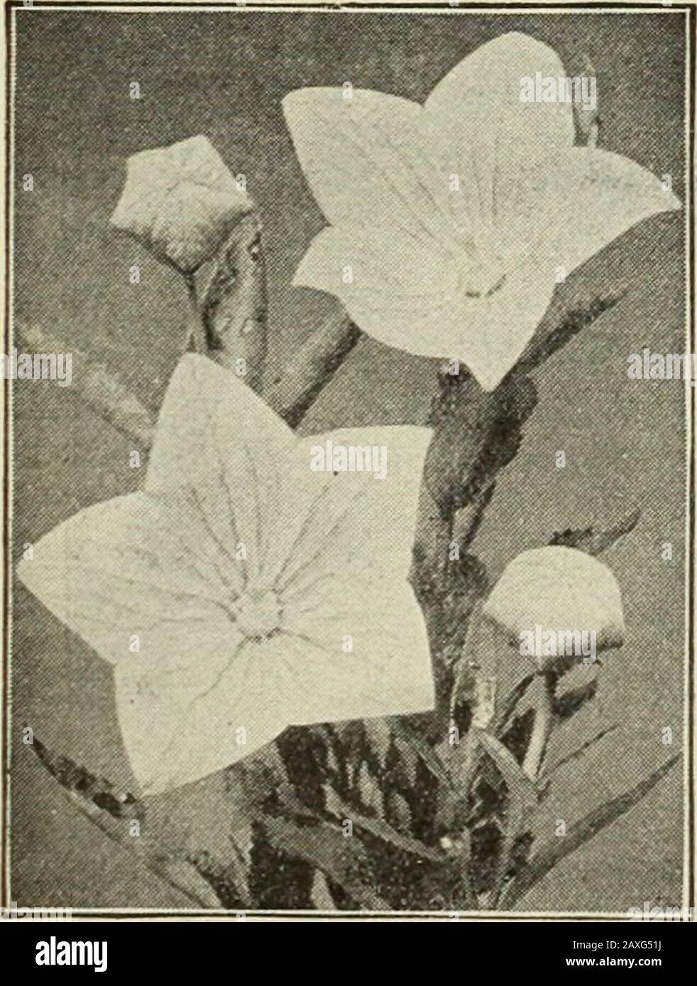 Libro del giardino di Dreer : settantaquattresima edizione annuale 1912 . Sensazione Di Pentsifmon. POI^YANTHUS. (Primula Elatior.) Showy, primavera presto, piante libere-fiorite, fine per vaso o outdoorculture; perennials hardy; 9 pollici. PI K PKT. 3G80 Italiano. Il singolo migliore; tutti i colori mescolati. Oz., 50 cts. 10 3676 Qold=cucito. Molto bella e attraente 15. Polianthus. FOI^EMONIUM. (Jacobs Ladder, o Charity.) piante di confine indurite Utili circa 1 2inches alto, riuscito meglio in una posizione par-tially ombreggiata; fogliame di finelycut verde profondo e punte dei flowersy showdurante i mesi estivi. Per PKT. 3671 Ricco Foto Stock