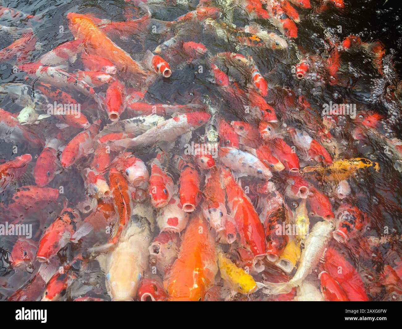 Pesci Koi nuotano nell'acquario, pesci carpa fantasia Foto Stock