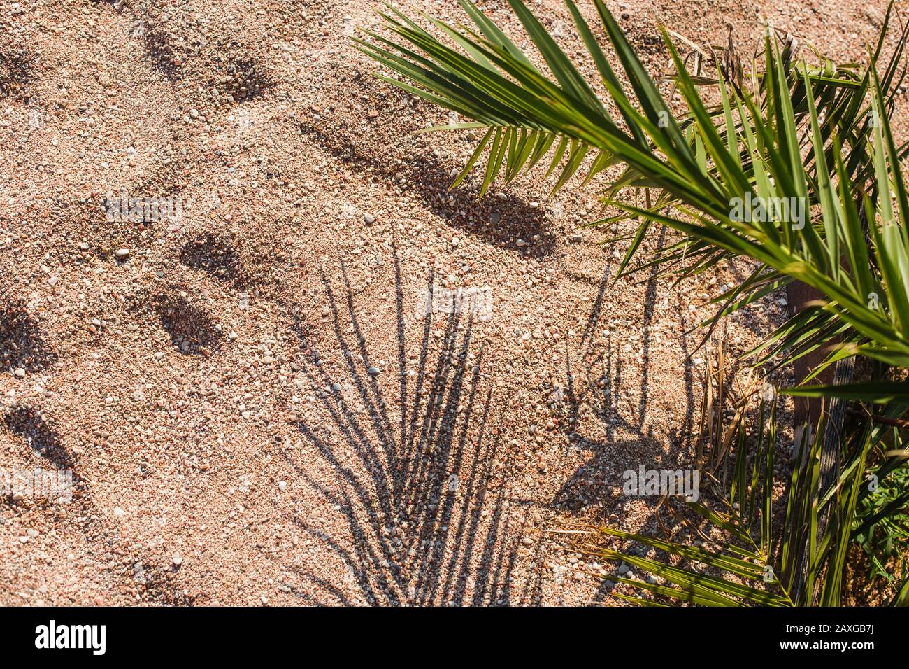 Vista dall'alto della foglia di palma verde che getta un'ombra sulla sabbia Foto Stock