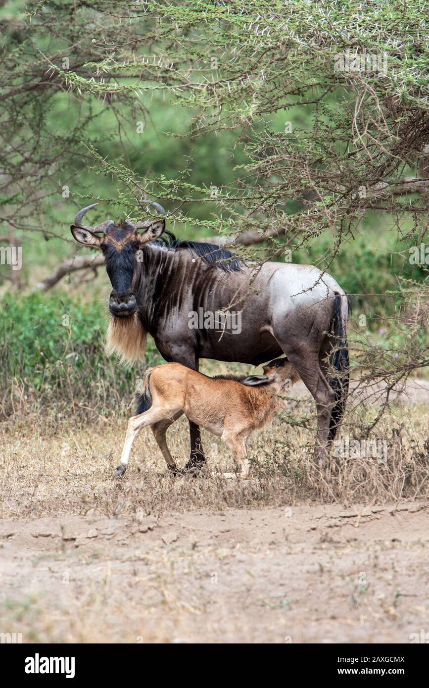 Madre di Wildebeest e nutrendo il suo vitello mentre riparandosi sotto un albero di Acacia.preso durante la stagione di caduta del vitello di febbraio in Tanzania. Foto Stock