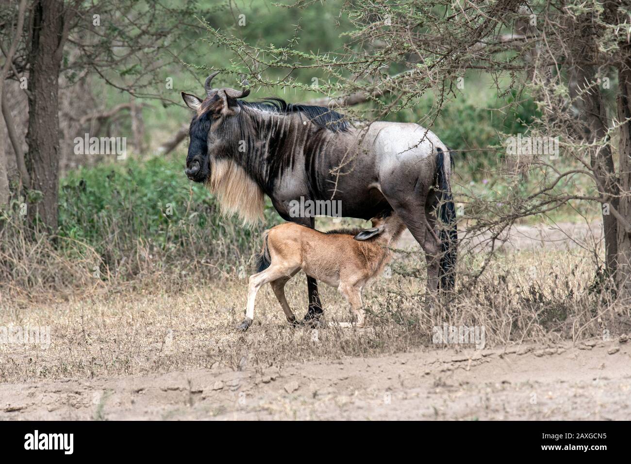 Madre di Wildebeest e nutrire il suo vitello nella zona di conservazione di Ndutu. Foto Stock