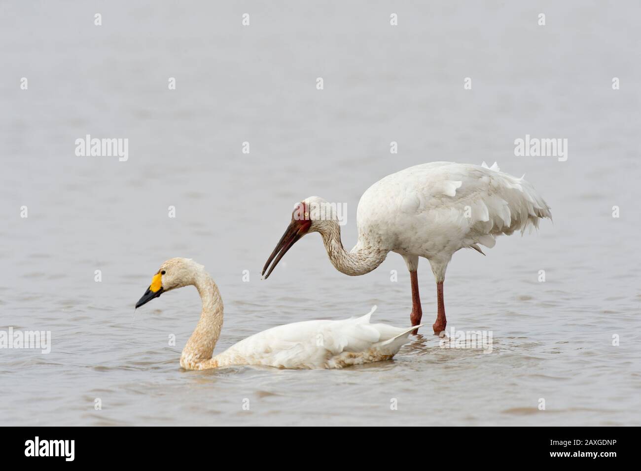 Gru siberiana (Leucogeranus leucogeranus) e cigno delle mugole (Cygnus cygnus) presso la Wuxing Farm, Nanchang nel bacino del lago di Poyang, nella Cina centro-orientale Foto Stock