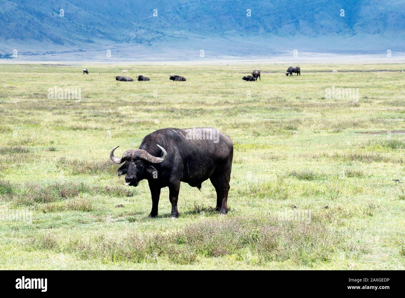 Bufalo africano con il bordo del cratere di Ngorongoro sullo sfondo. Foto Stock
